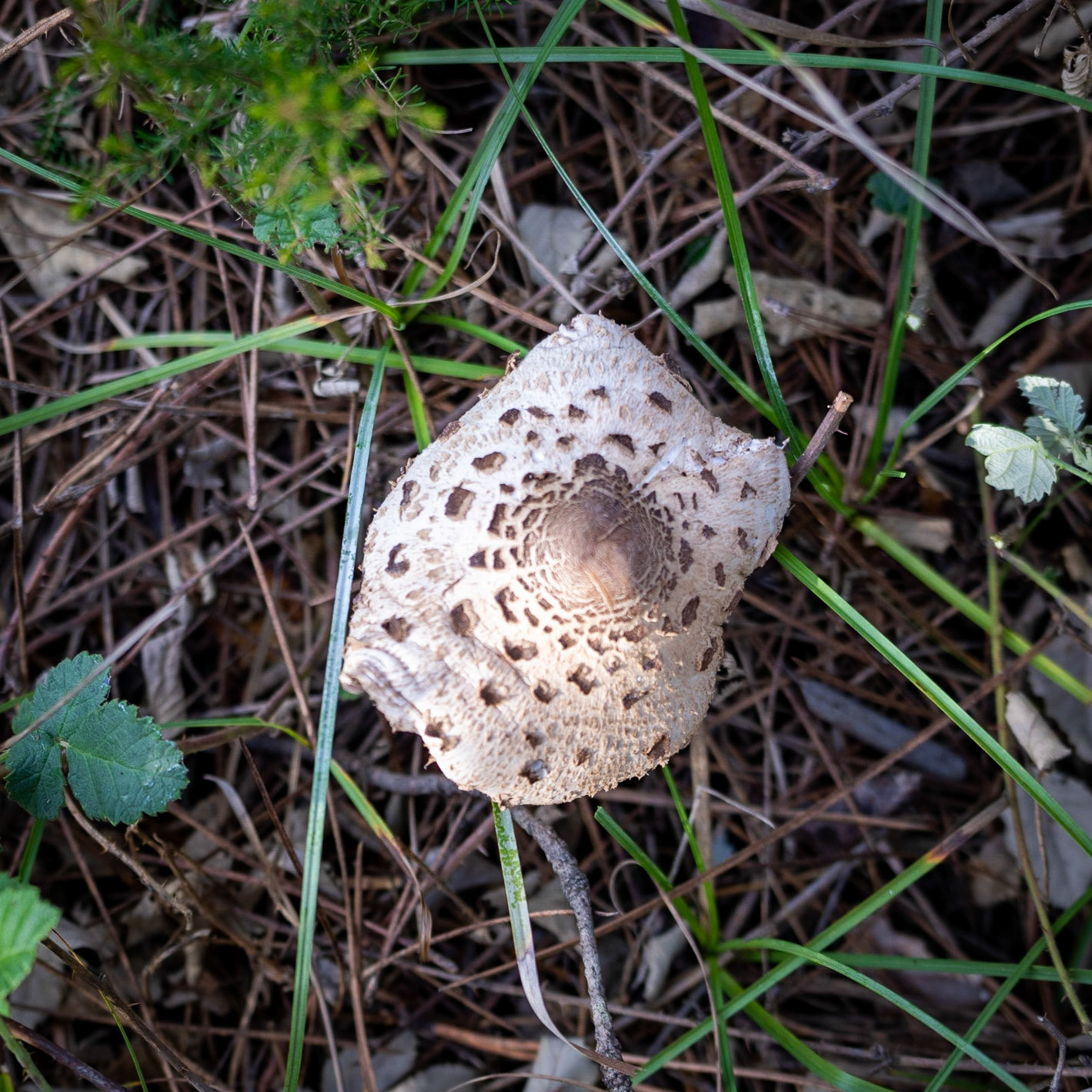 Nazik forest: toadstool