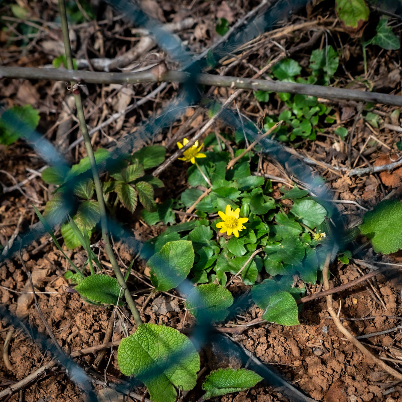 Kaymakdonduran woods: celandines through a fence
