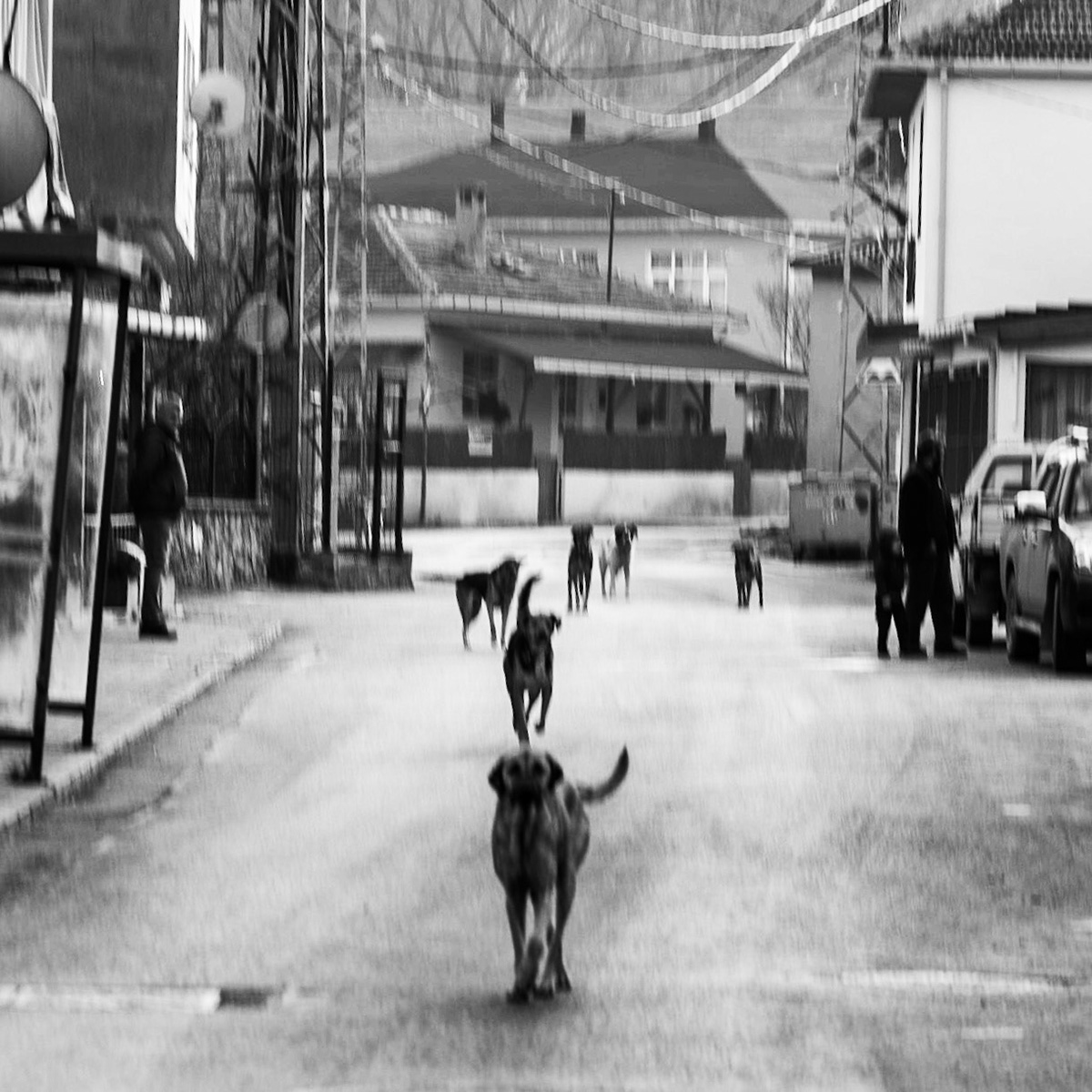 Kılıçlı: canine welcoming committee