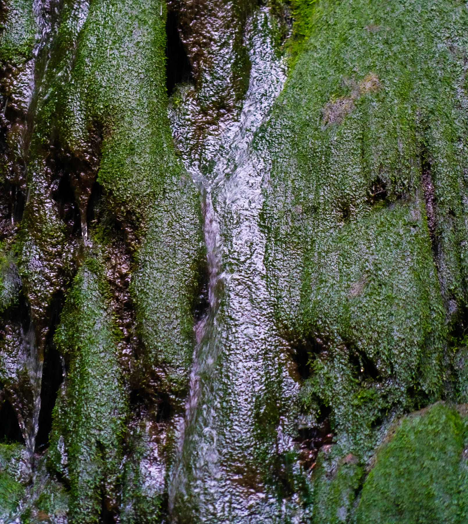 Şarlak waterfall: dripping moss