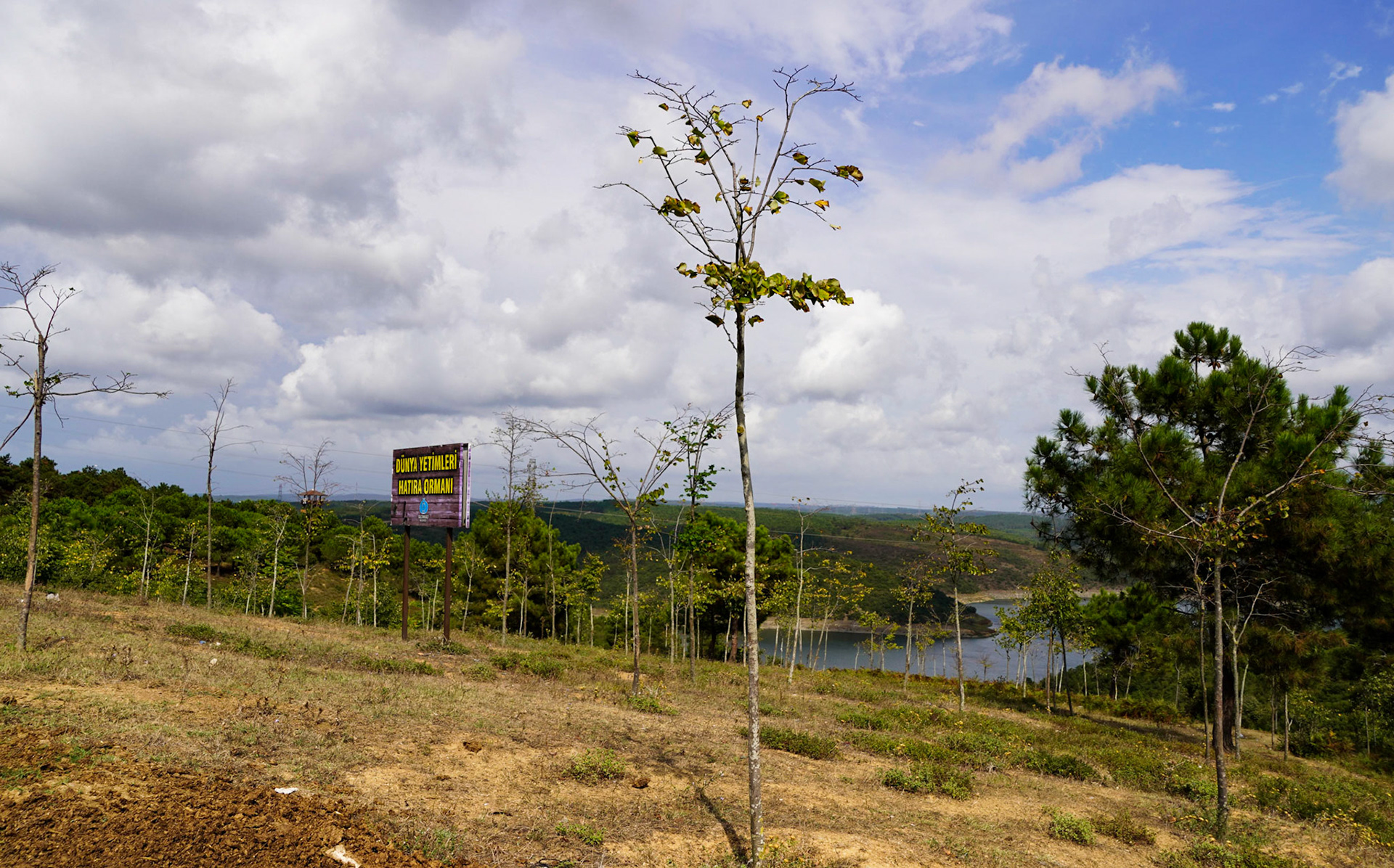 between Gazi and Alibey dam: young wood in poor health