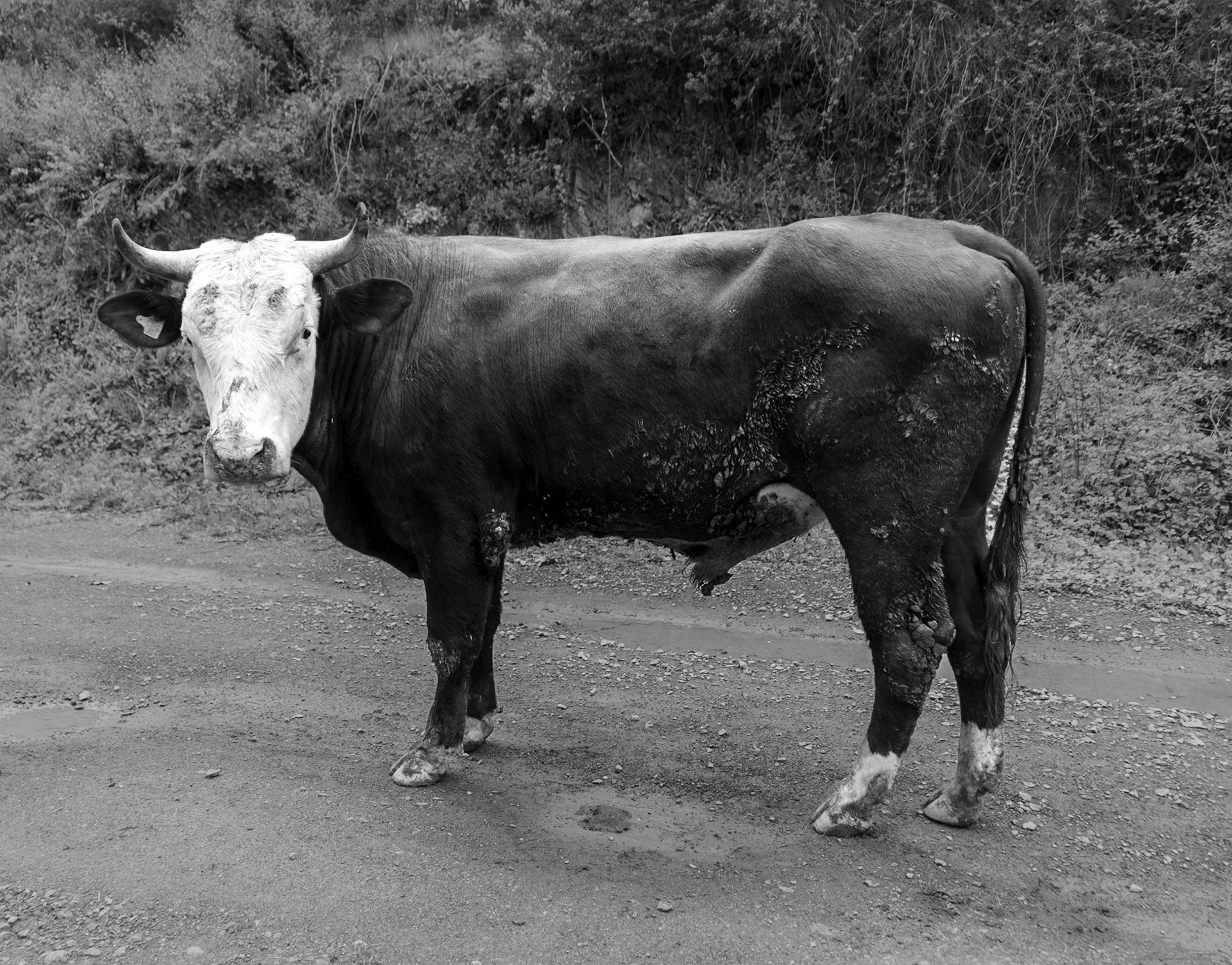between Alemdaǧ and Reşadiye: a bull
