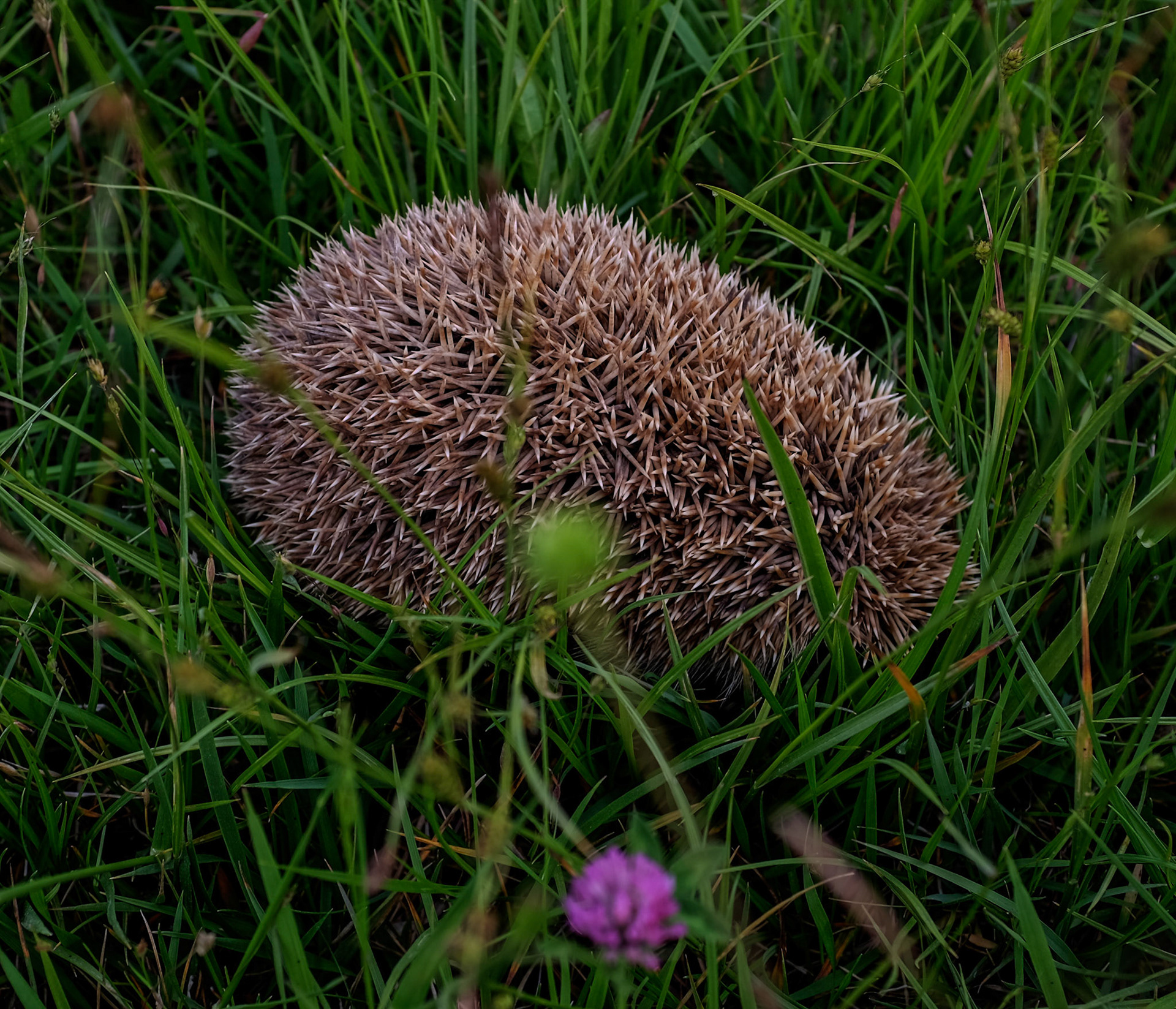 between Boyalık and Baklalı: a hedgehog
