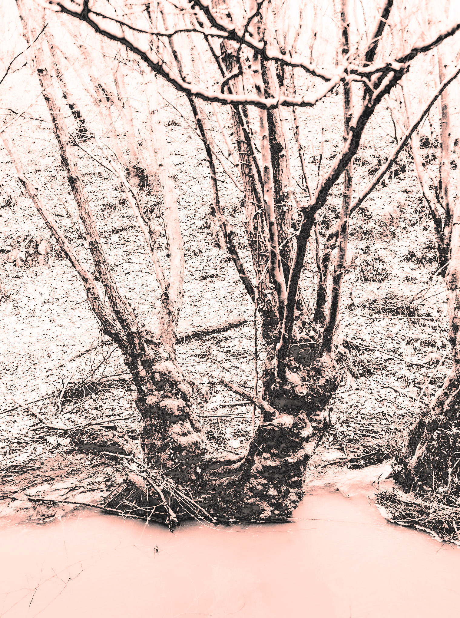 Kozu Deresi valleys: stream and old tree
