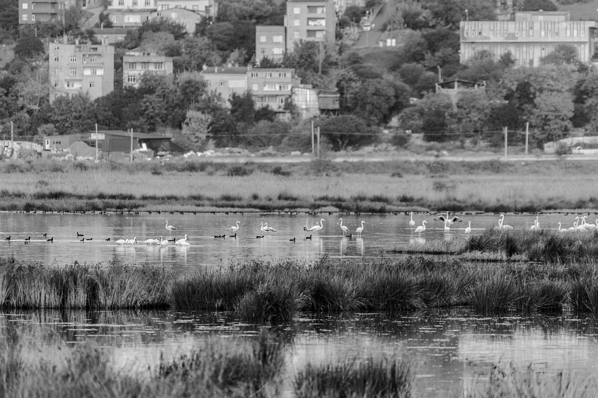Küçükçekmece northwestern marsh: a flock of flamingos with coots