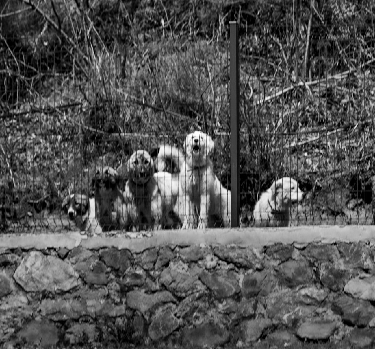 Zerzevat stream valley: a gang of woofers