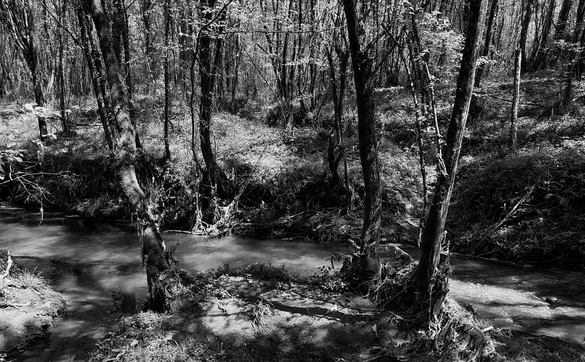 Çayağız tributary streamside walk: flotsam draped trees