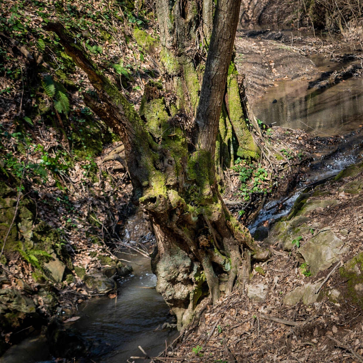 Zerzevat stream valley: complex old tree