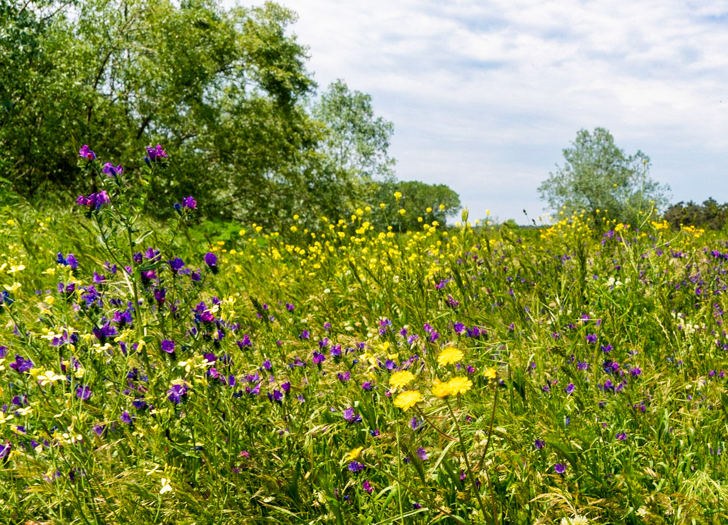 the northeastern Sazlıdere flower meadow: purple and yellow flowers