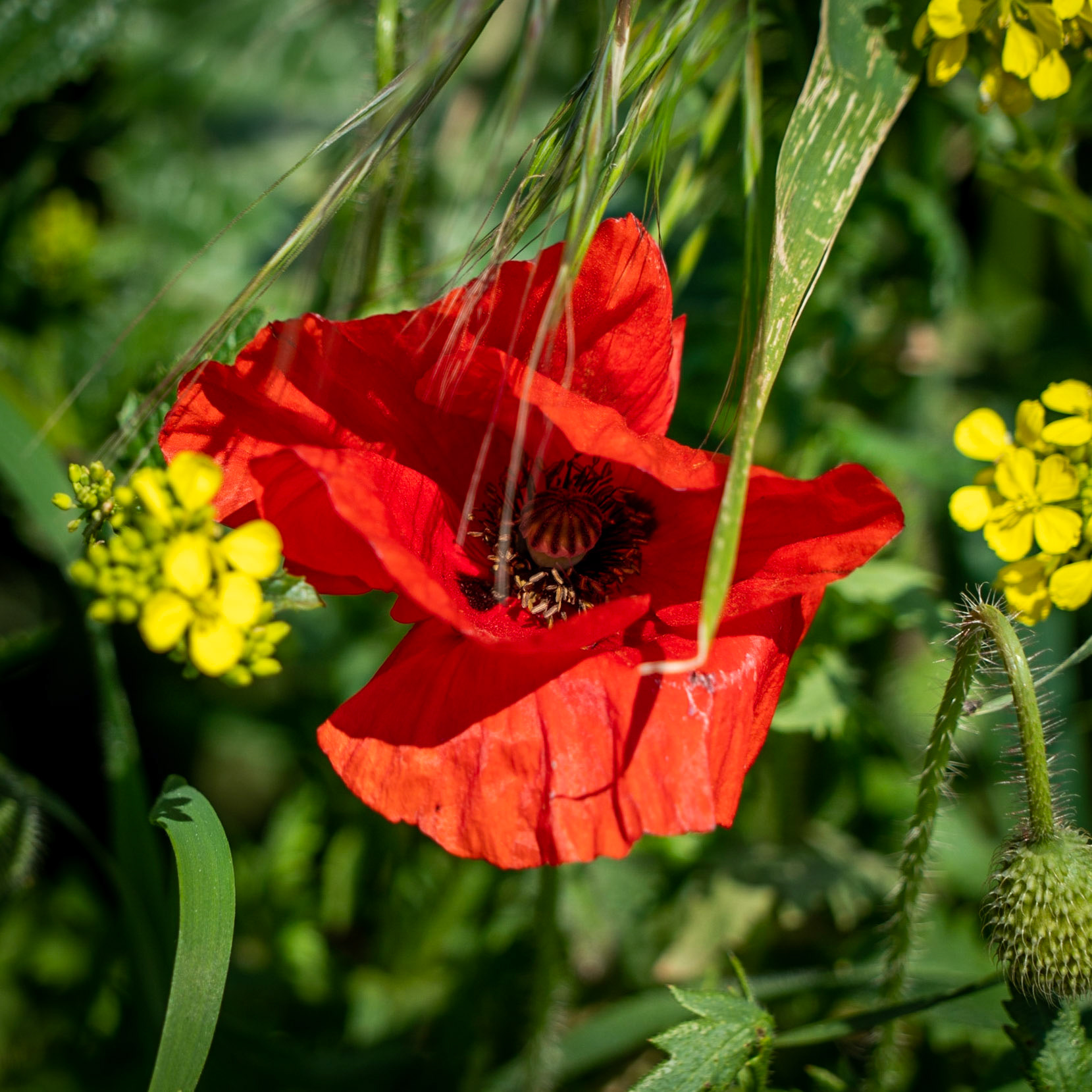 Germe: wayside poppy