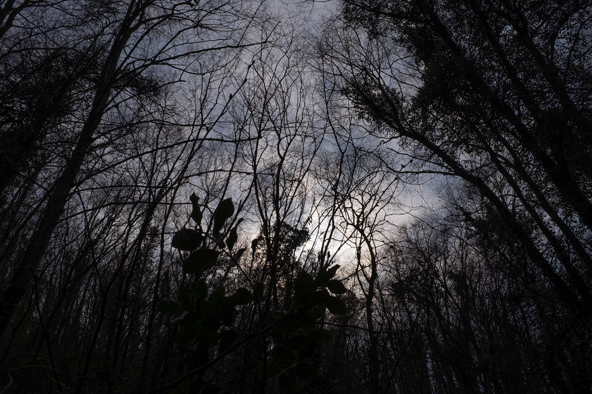 the sun behind trees in the woods E of Bahçeköy