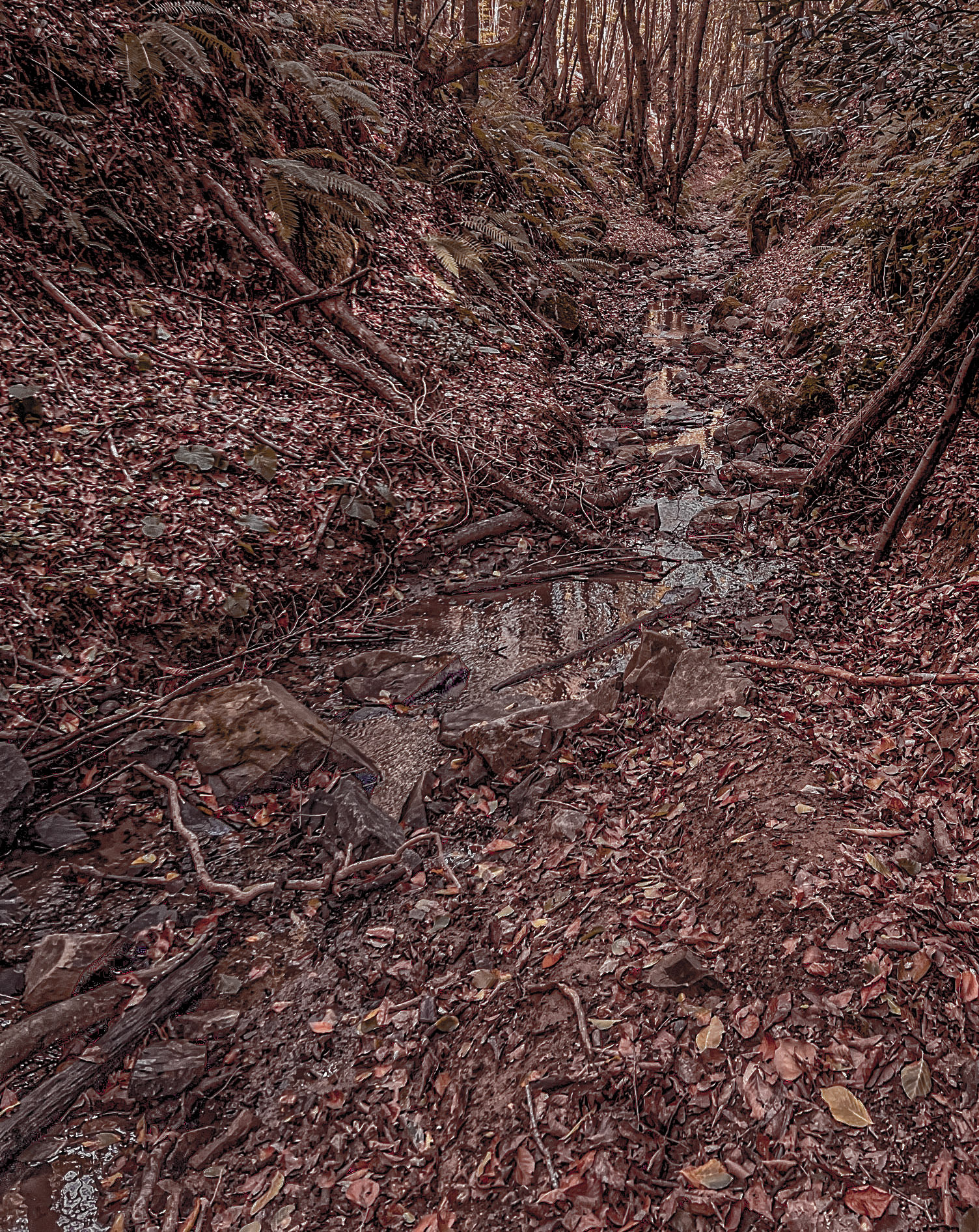 Zerzevat east streamwalk: stream
