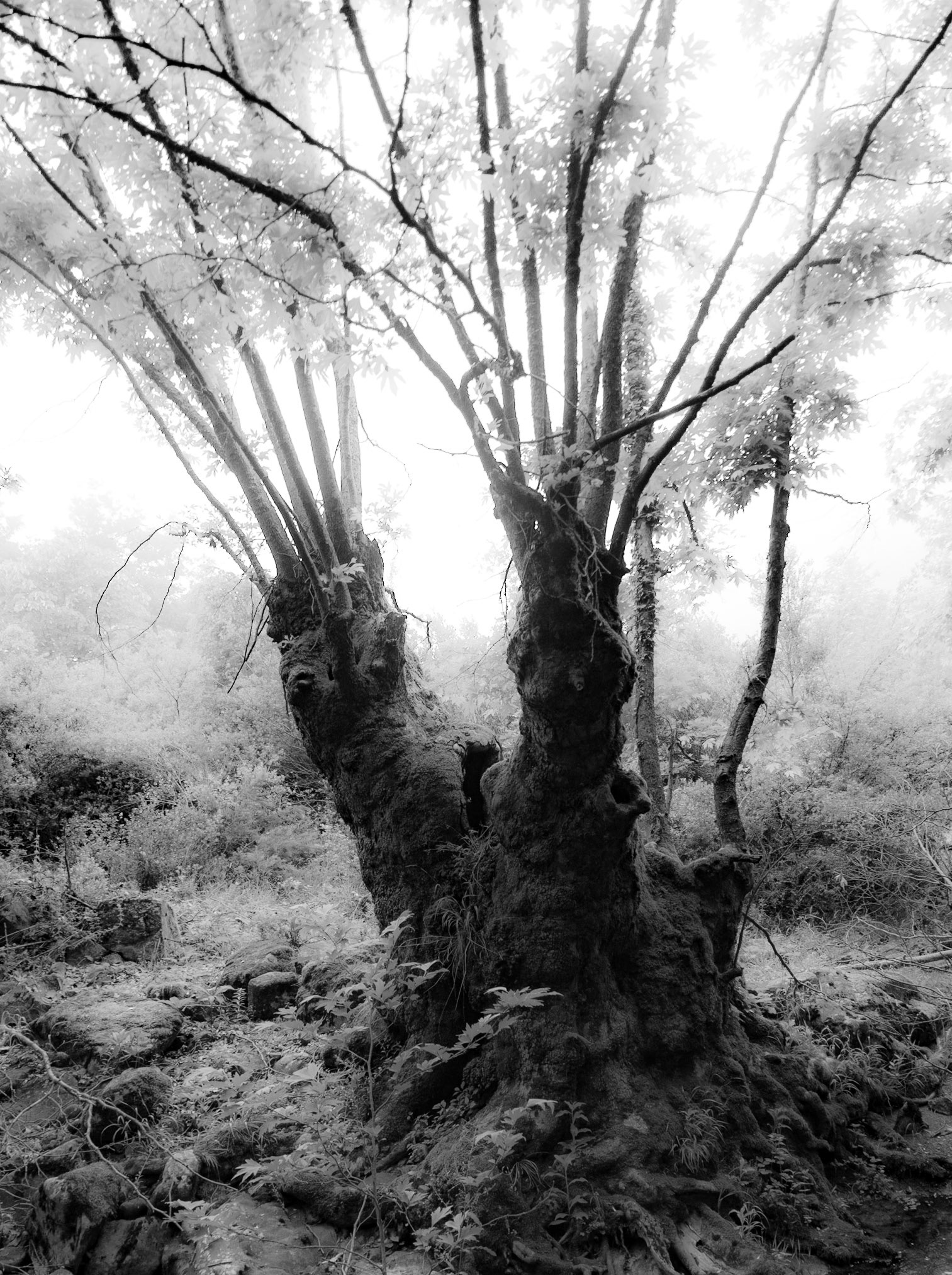 Sığırlık stream: old split tree on 11.6.21