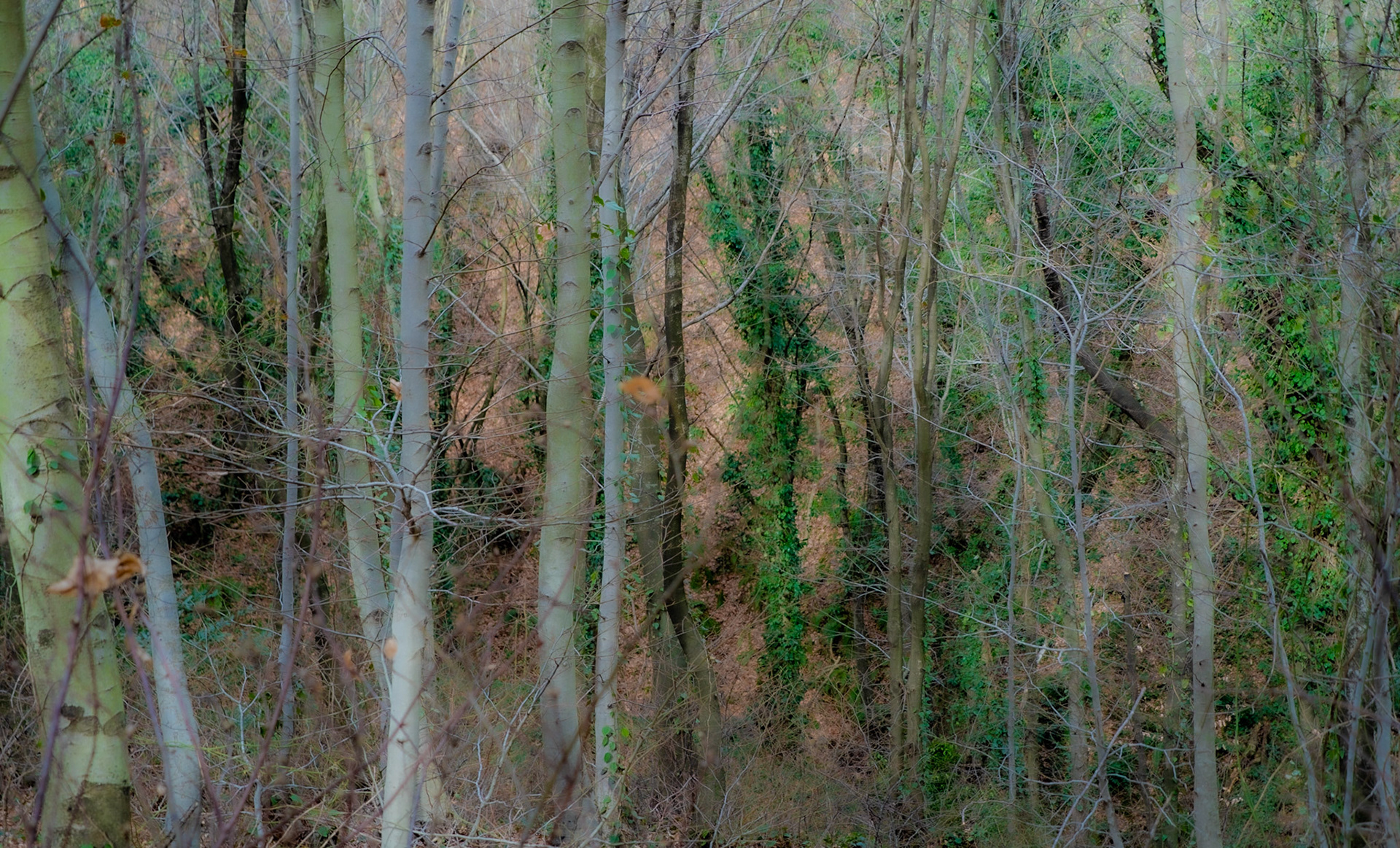 Alemdaǧ forest: treescape on 11.2.21