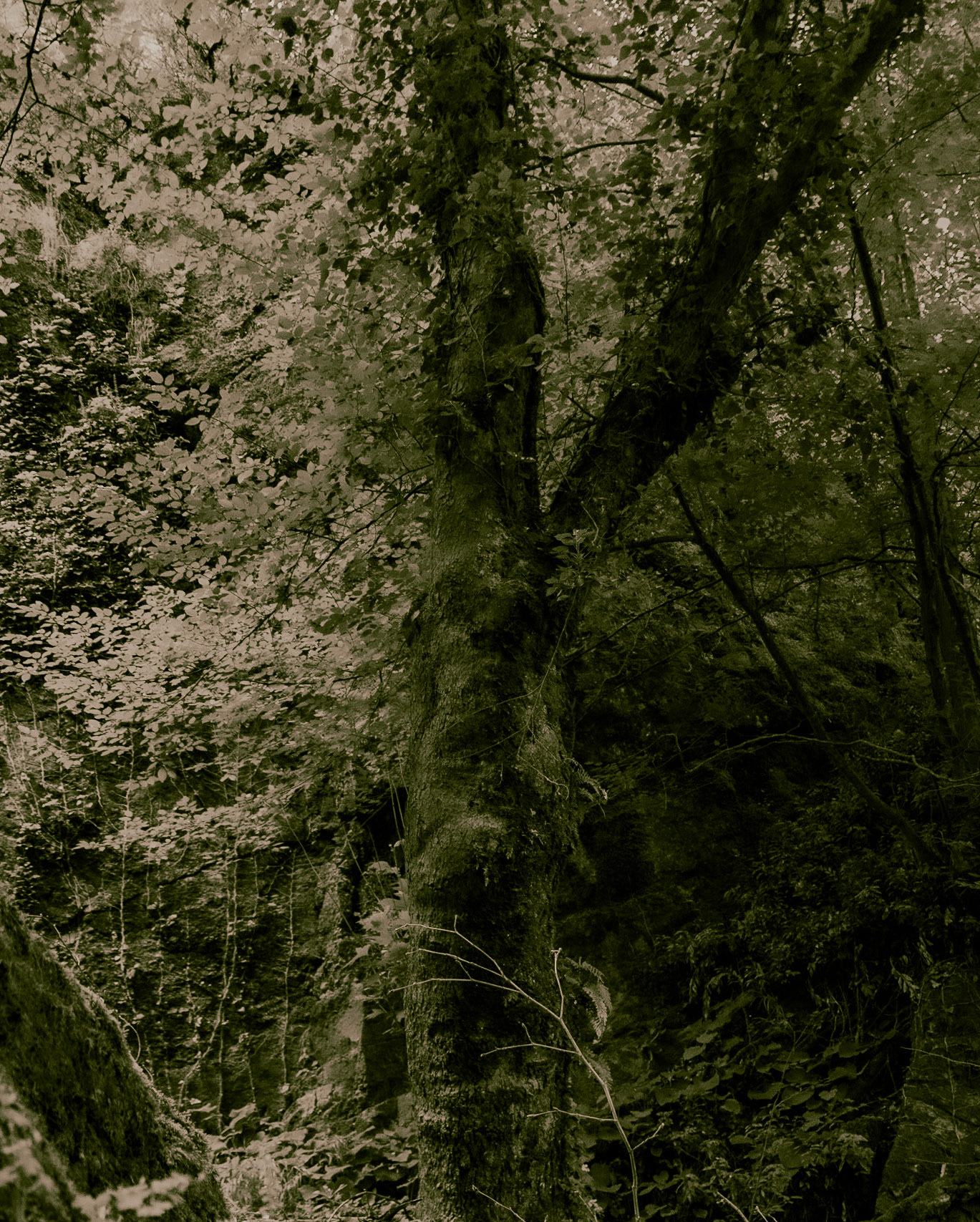 Şarlak waterfall: sturdy tree