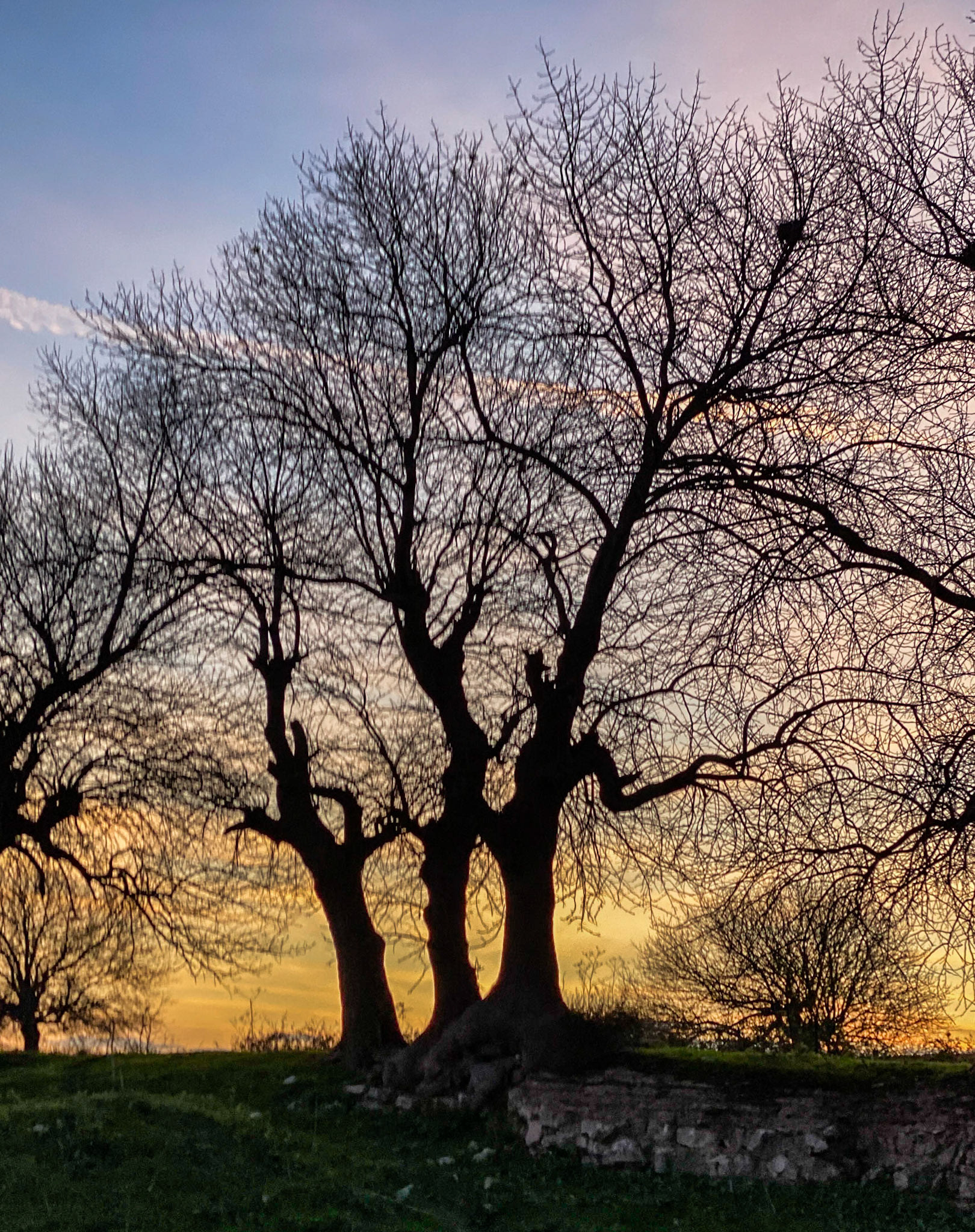 Melentiade: old oaks and wall at sunset