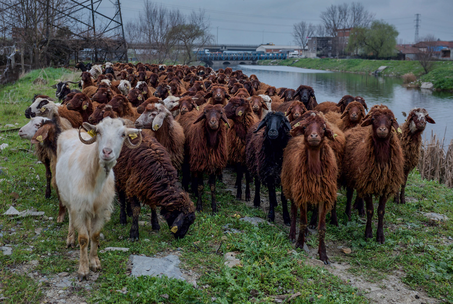 between Yarımburgaz cave and Altınşehir: a flock of goats (the Odabaşı Bridge is in the background behind the blue aqueduct, and the Yarımburgaz viaduct of the Avrupa motorway is behind them both)