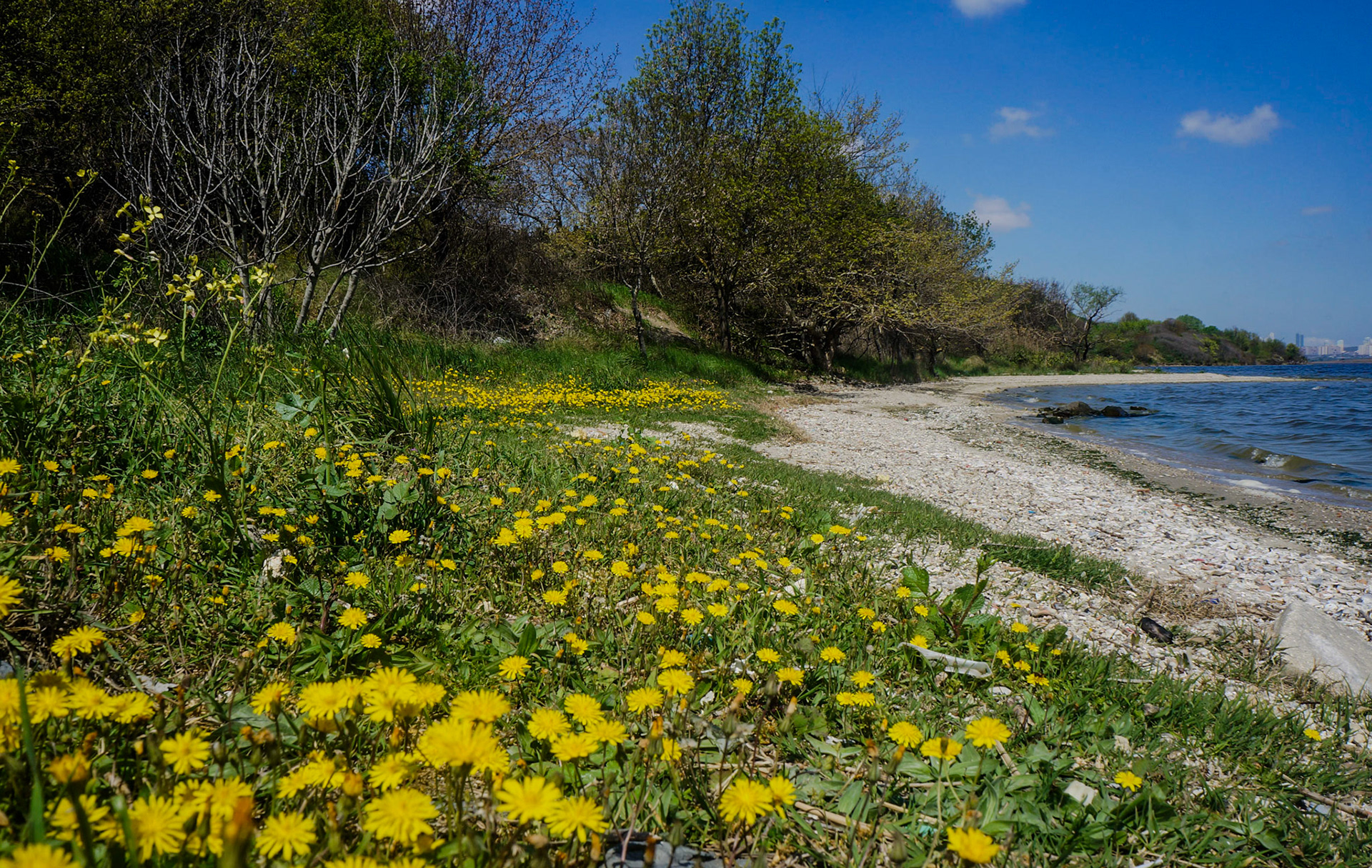 Küçükçekmece western lakeside: shoreline and yellow flowers (hawksbeard / kıskı)