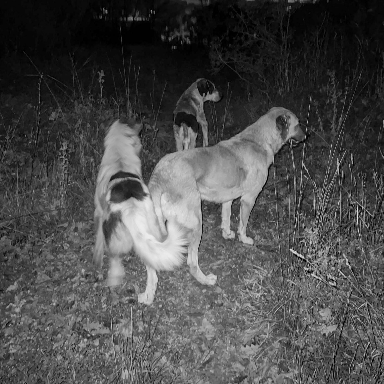 Sırapınar hill: dogs in the dark
