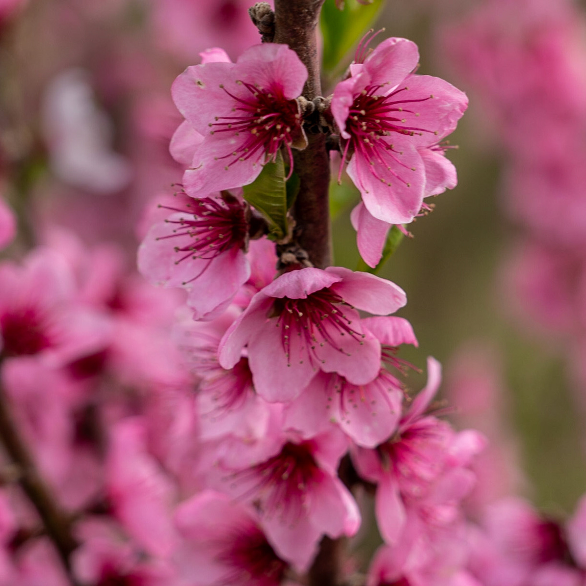 pink blossom