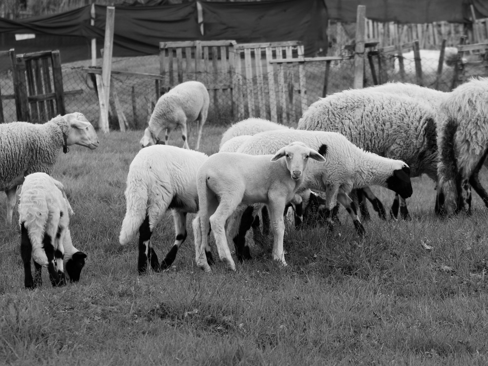 on the way to Kaynarca southern forest: lambs and sheep