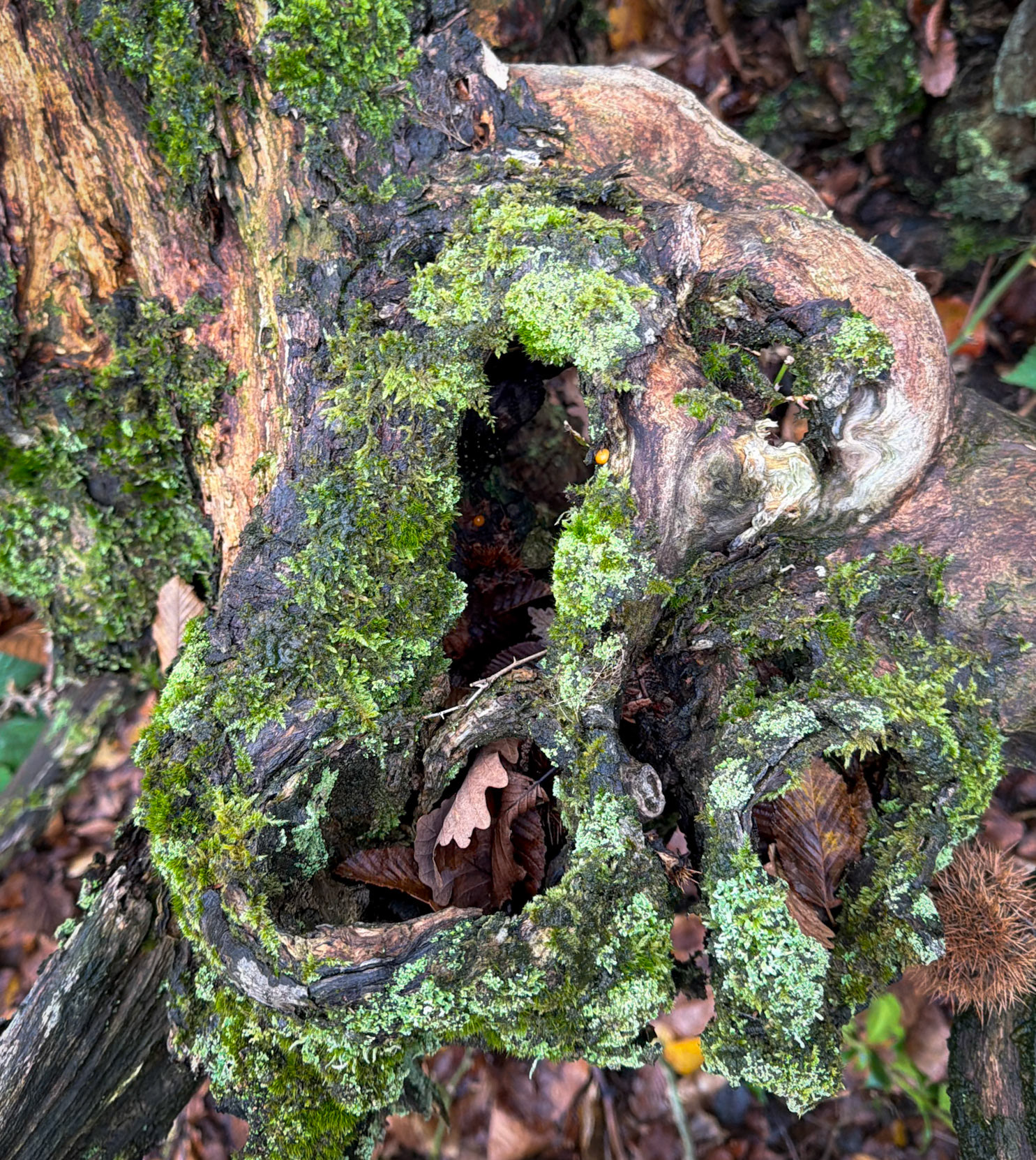 Kılıçlı northeastern woods: wood shapes