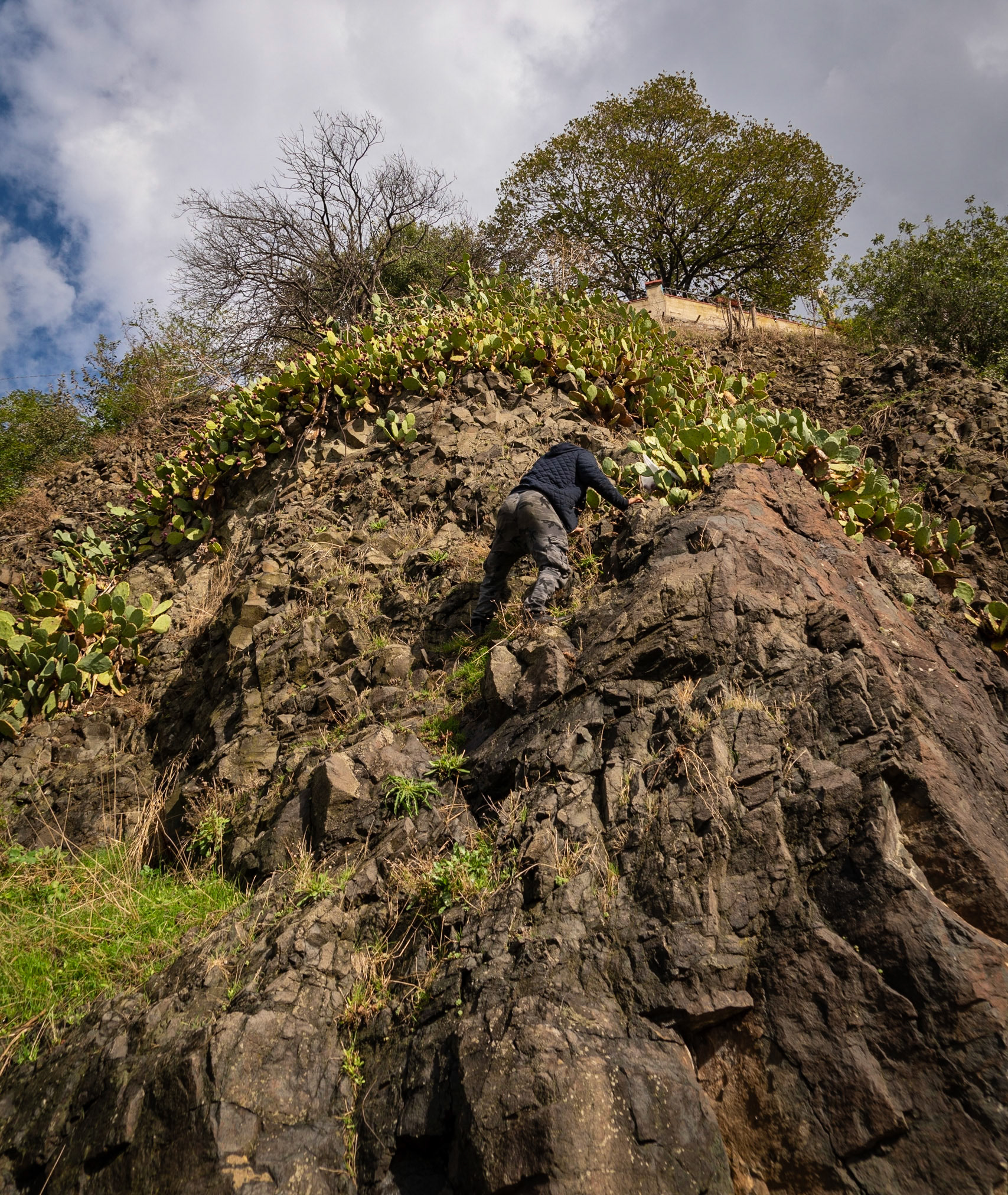 coming back to Poyraz from the south: man collecting prickly pears