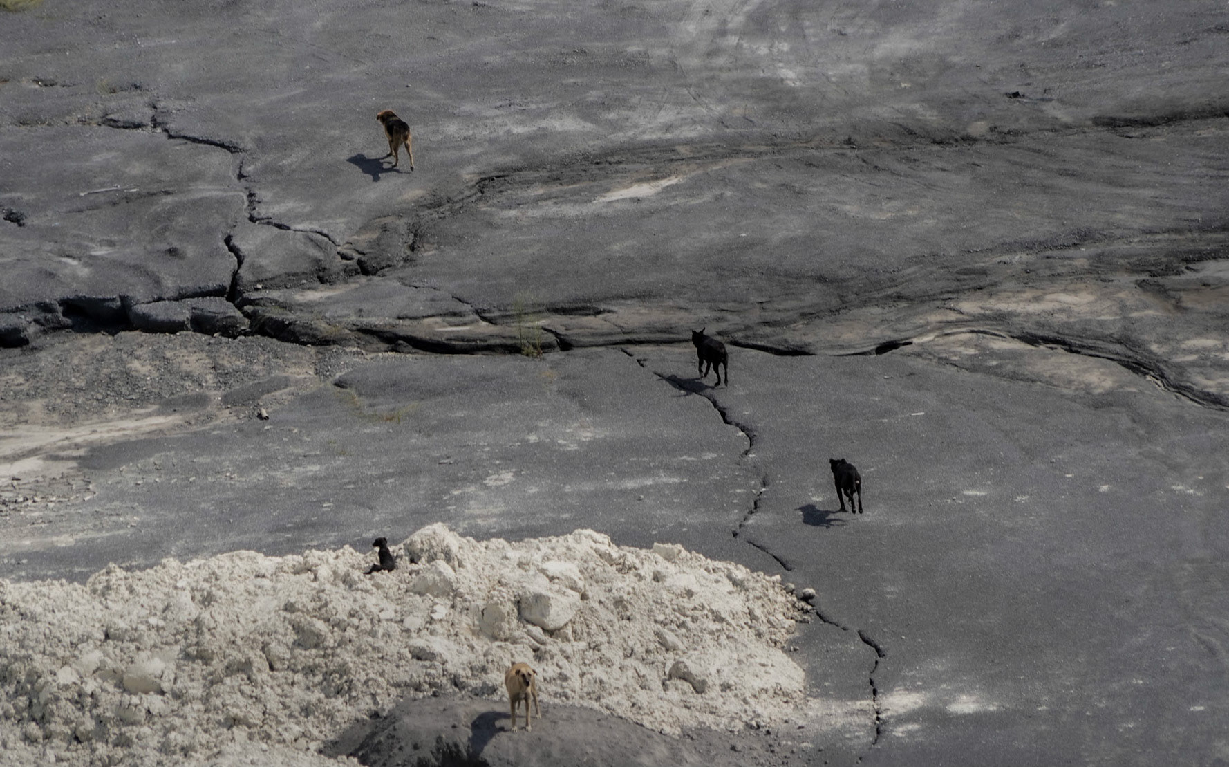 Cebeci: mine dogs