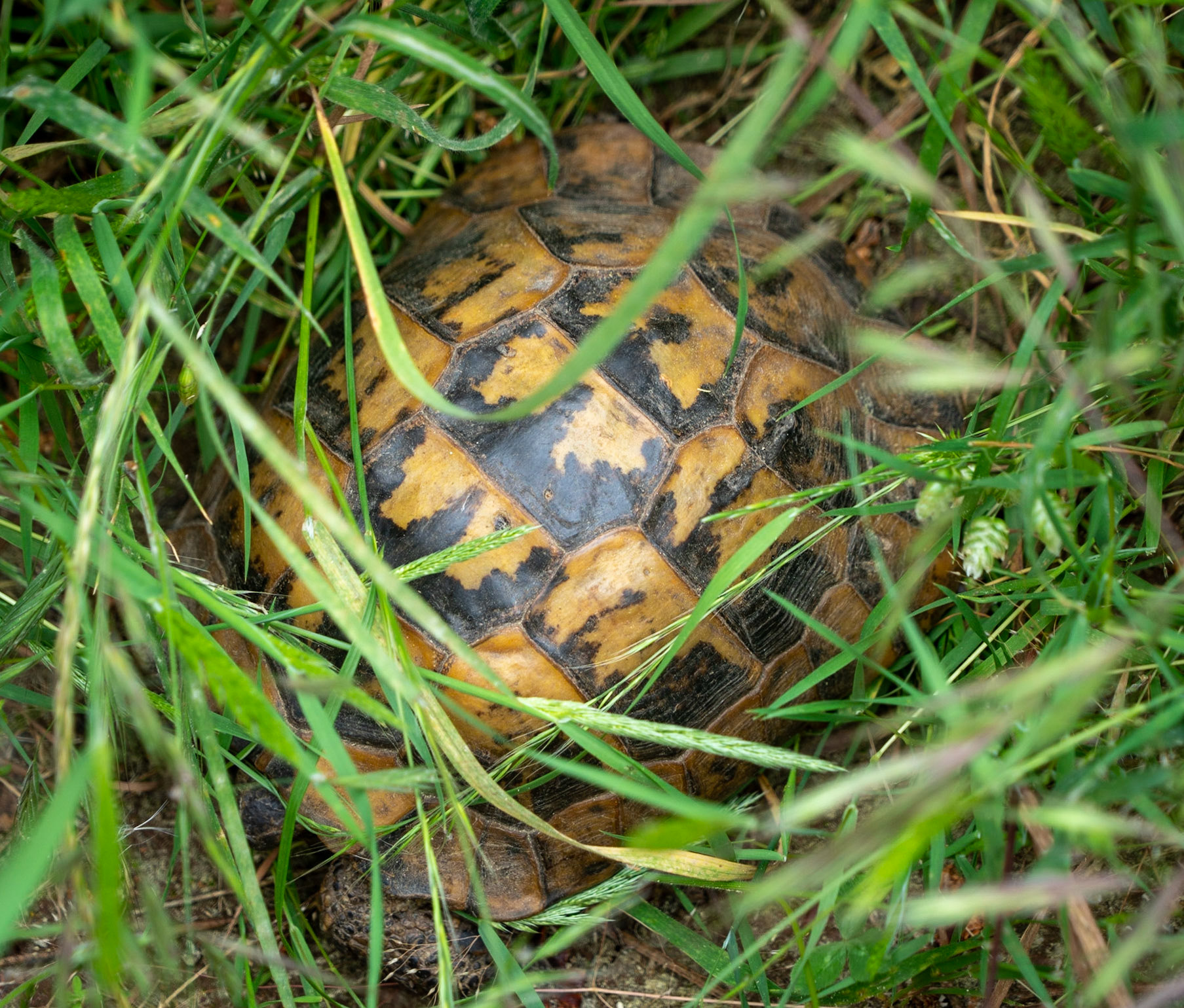 Adadaǧ hills: tortoise