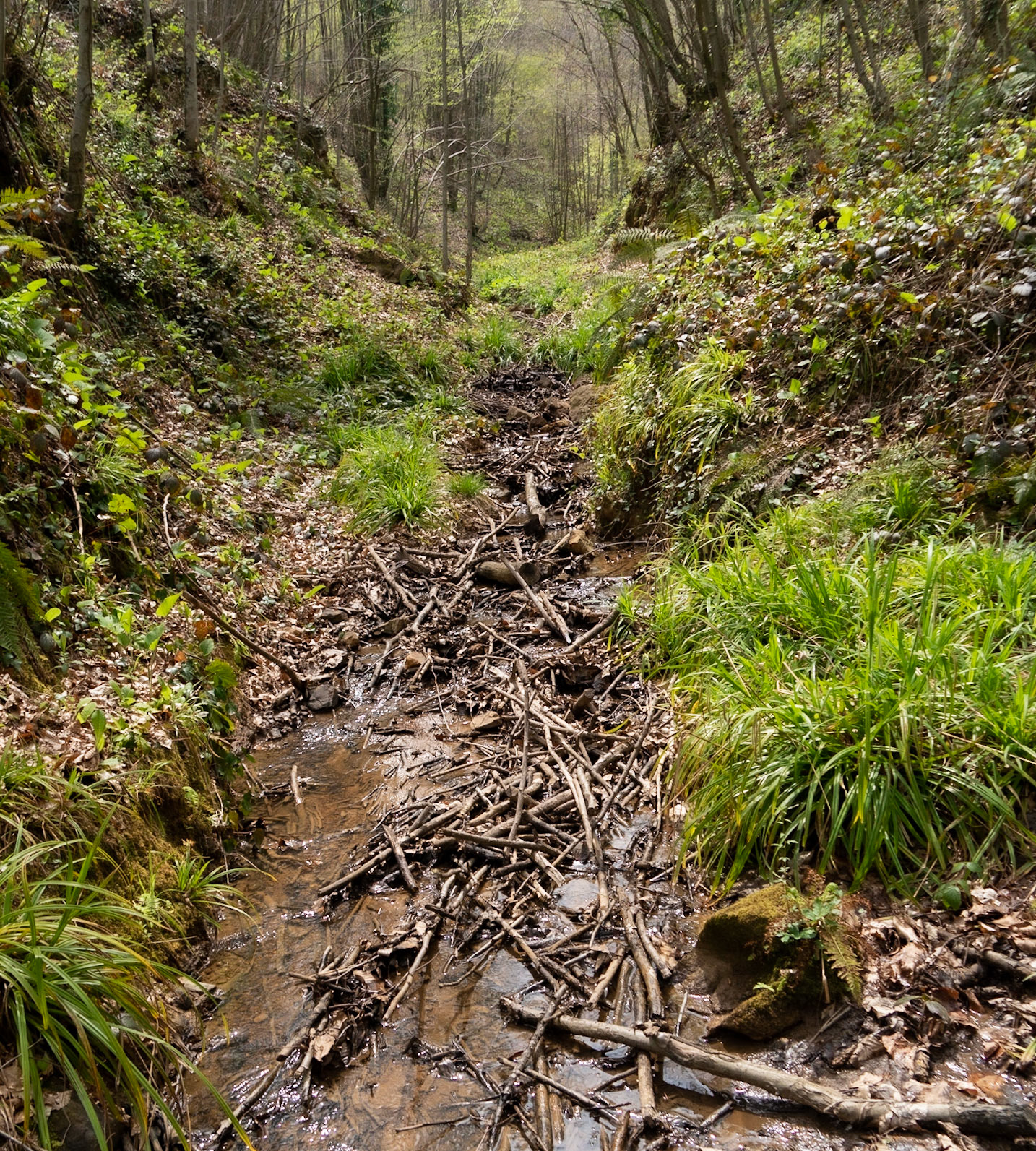 Deǧirmen’s western tributary stream valley: the stream fiull of branches
