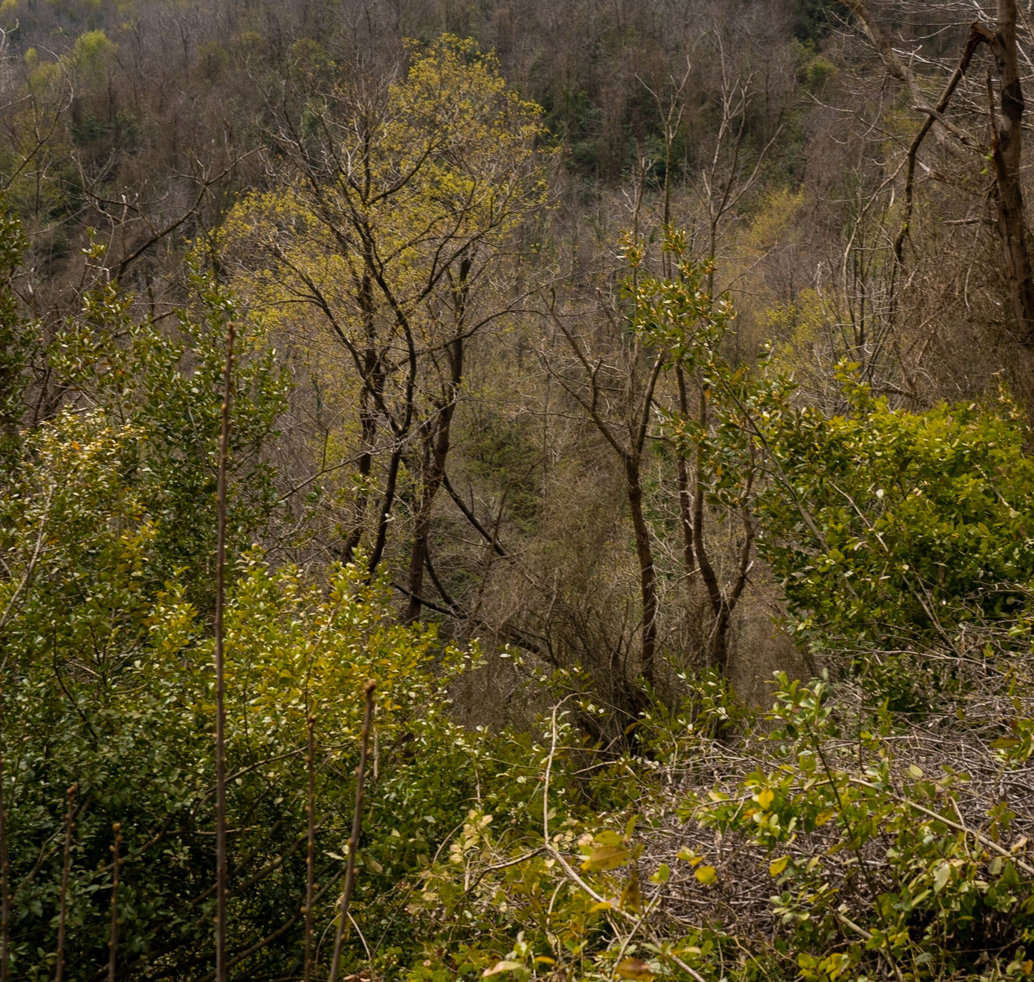 Paşamandıra woodland: spring trees