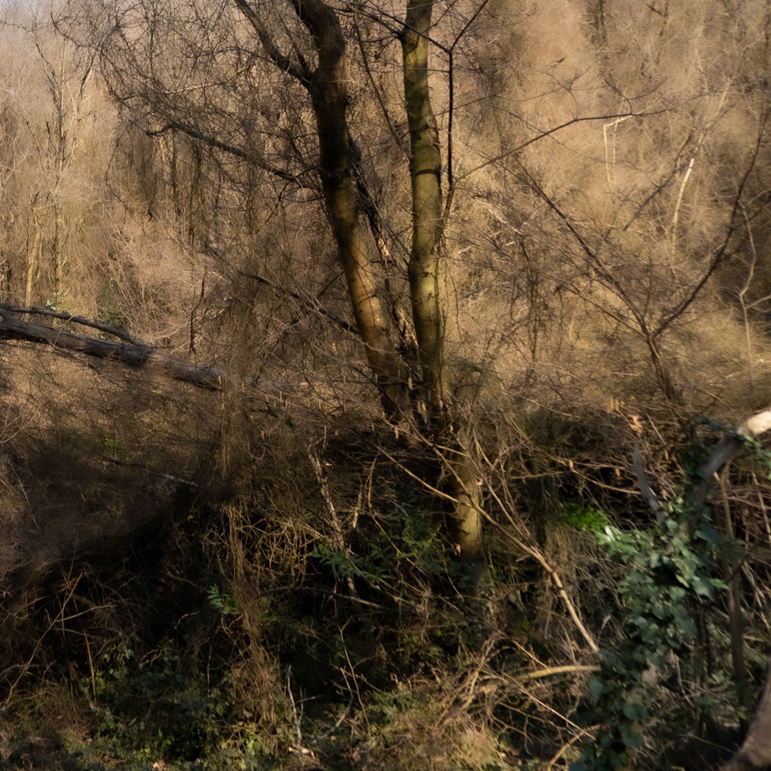 Kaymakdonduran woods: wintry jungle