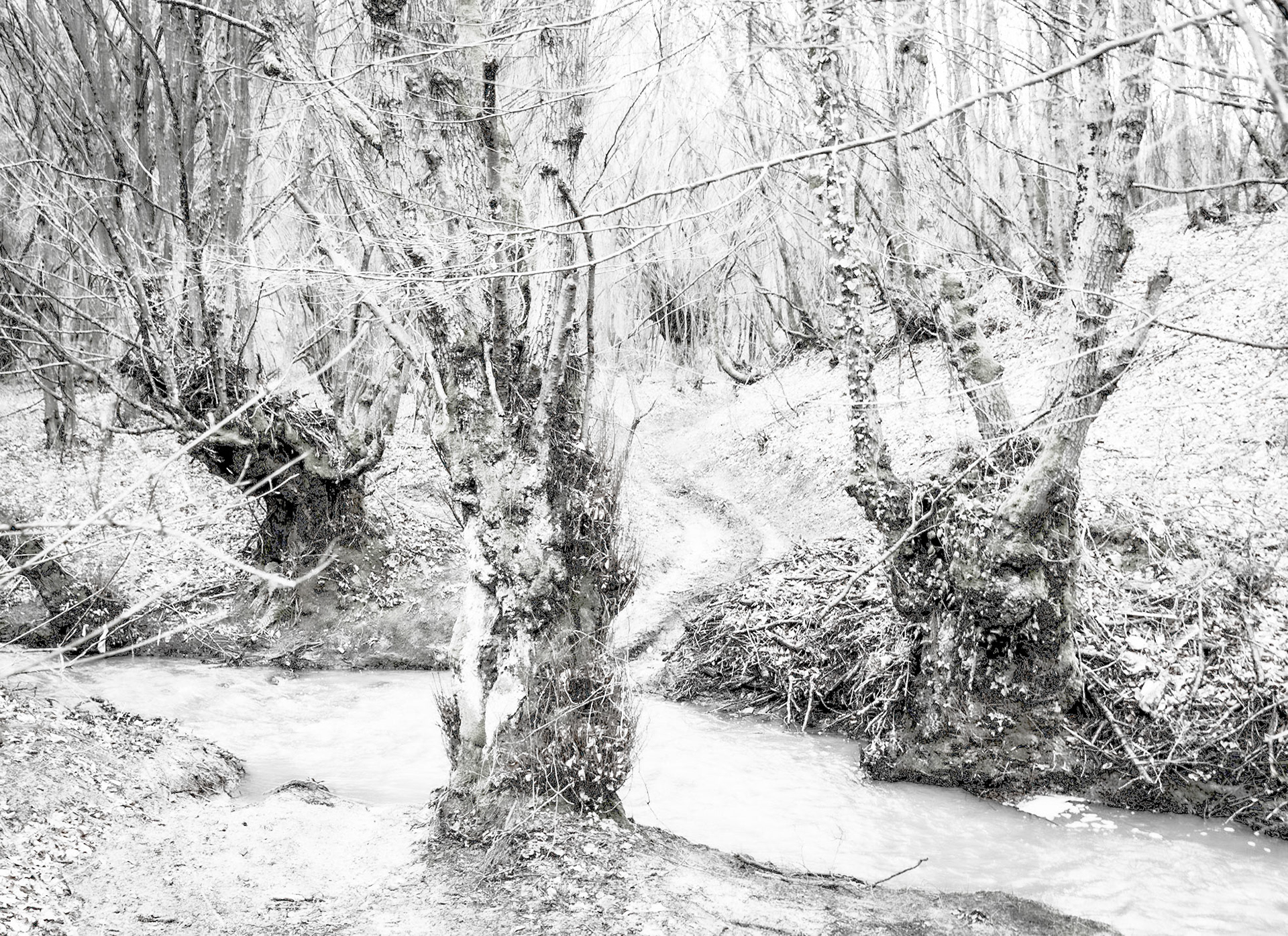 Kozu Deresi valleys: stream and old trees