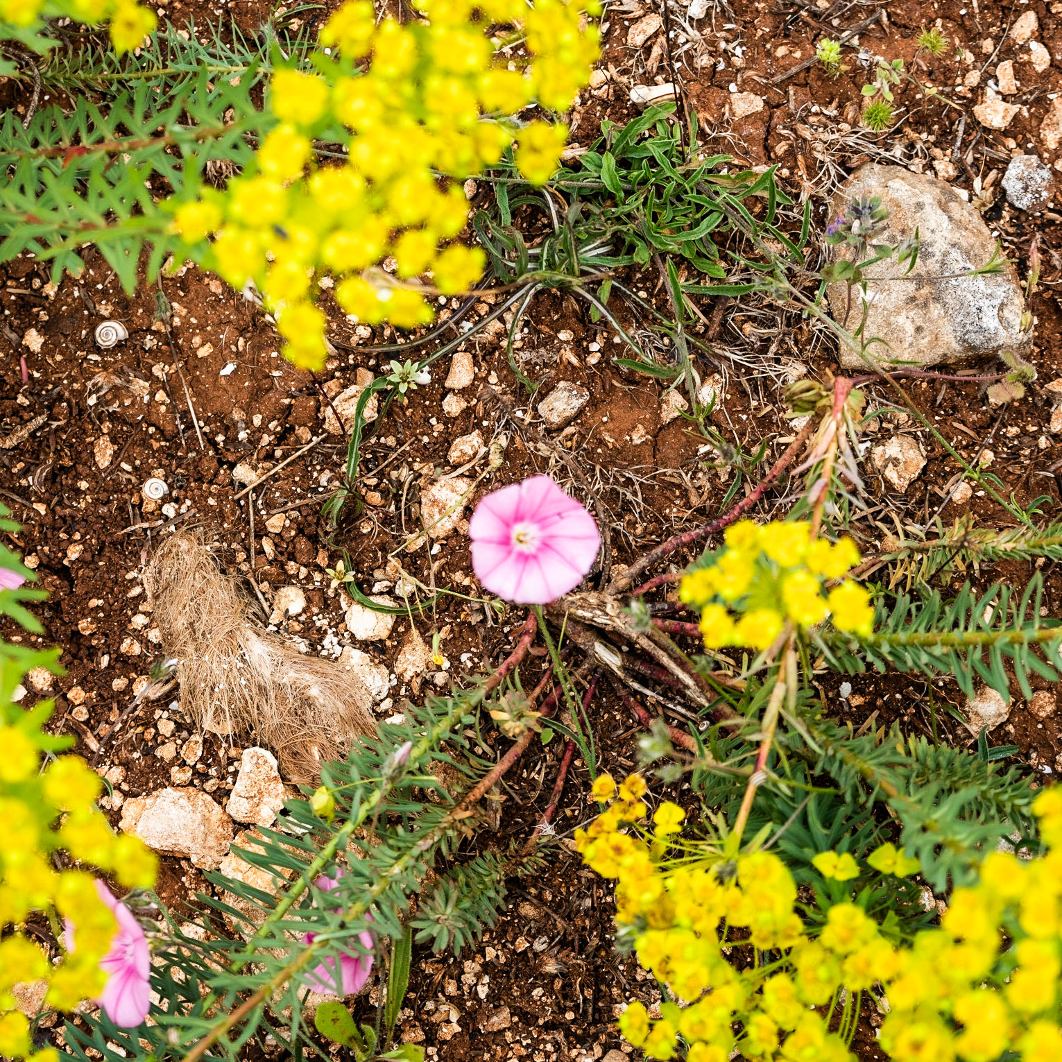 Kocabayır hill: a pink flower