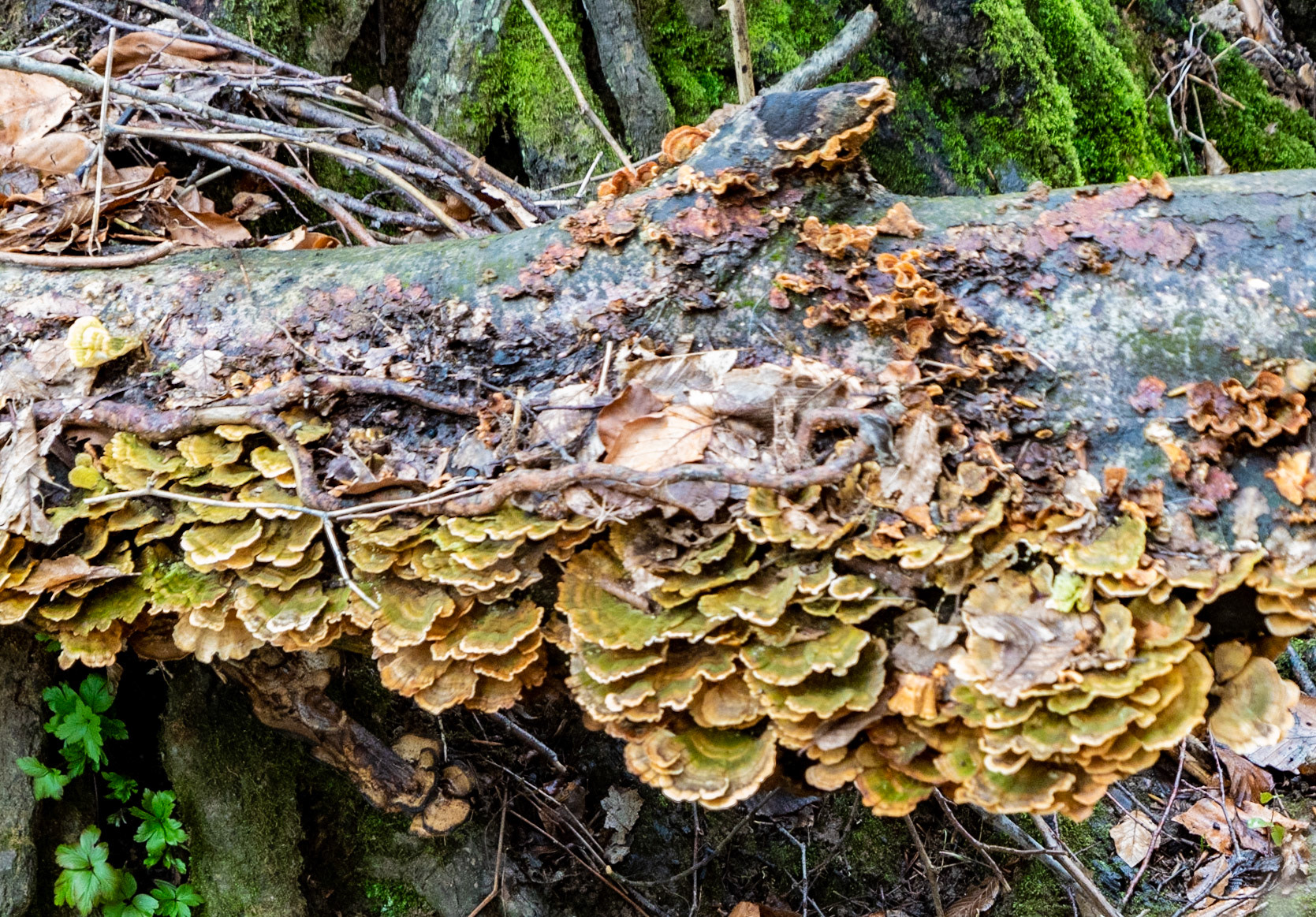 Kozu Deresi valleys: wood fungi