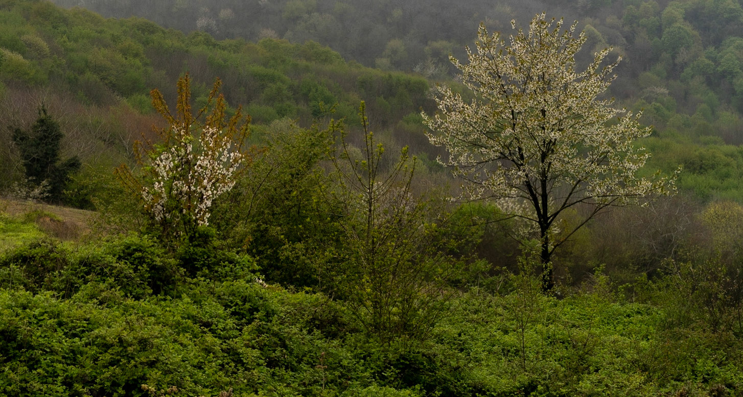 between Bozhane and Kılıçlı Köyü: trees in blossom