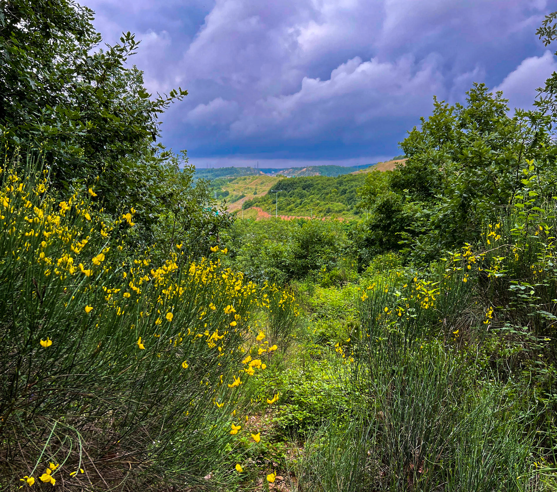 Alibahadır N woodland: view