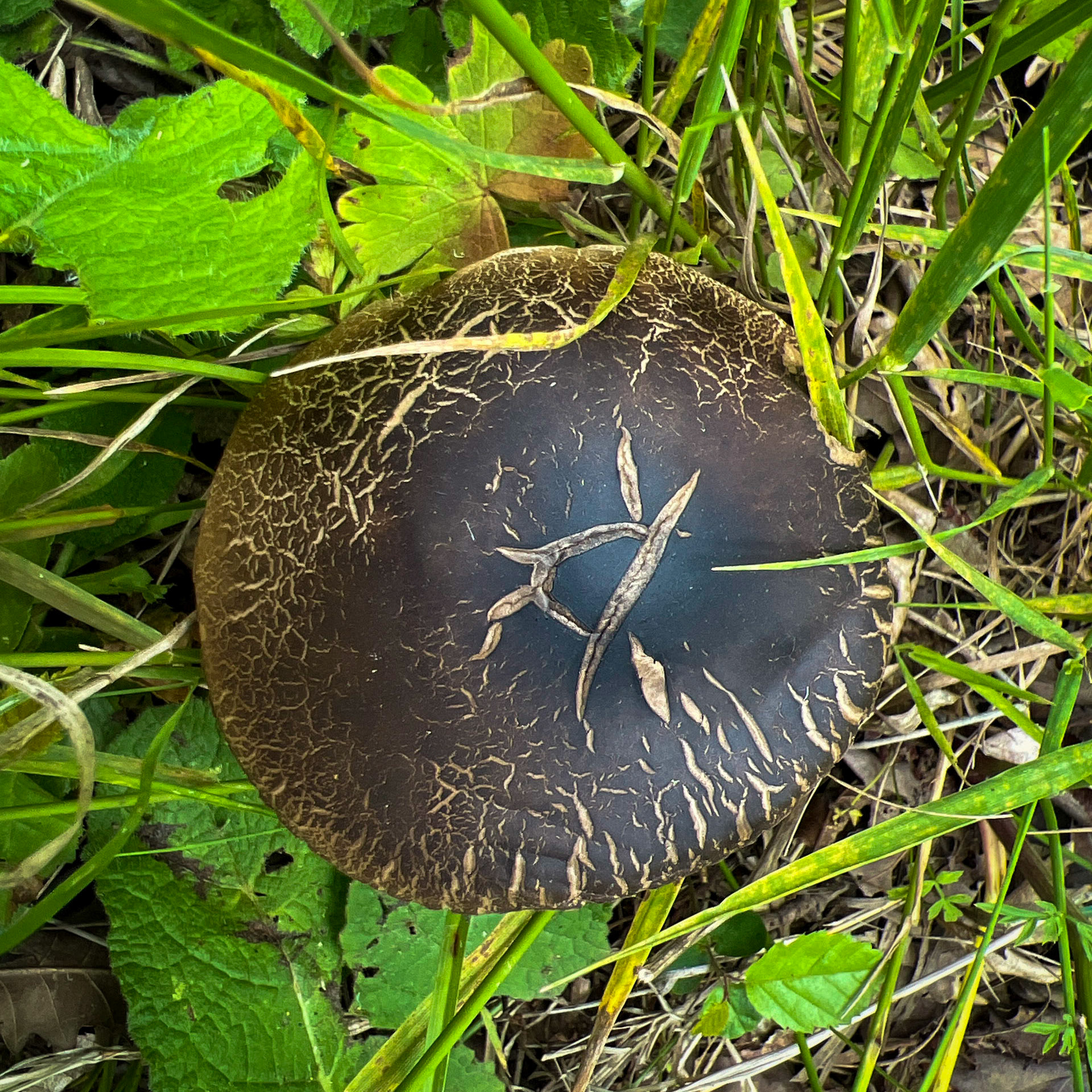 Alibahadır SW descent: mushroom