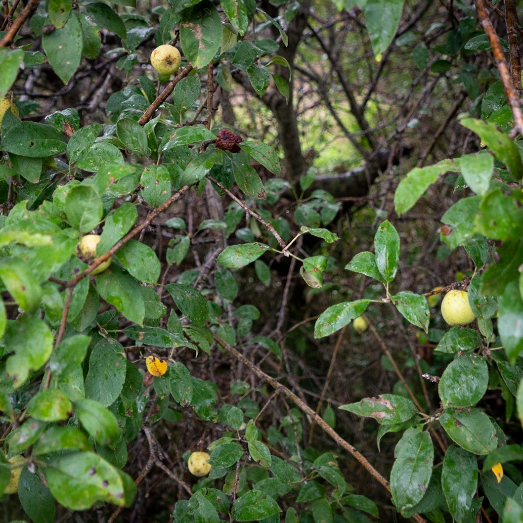 heading south from Poyraz: crab apples