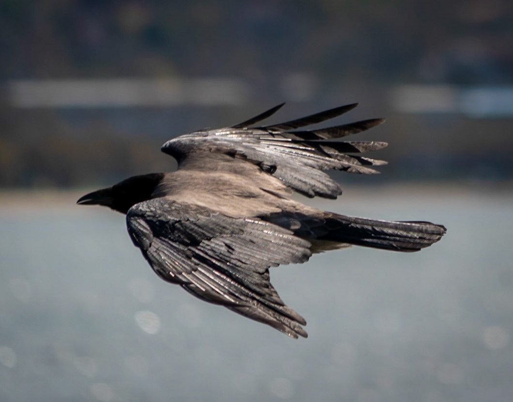 Küçükçekmece causeway (south side): hooded crow (I think) in flight