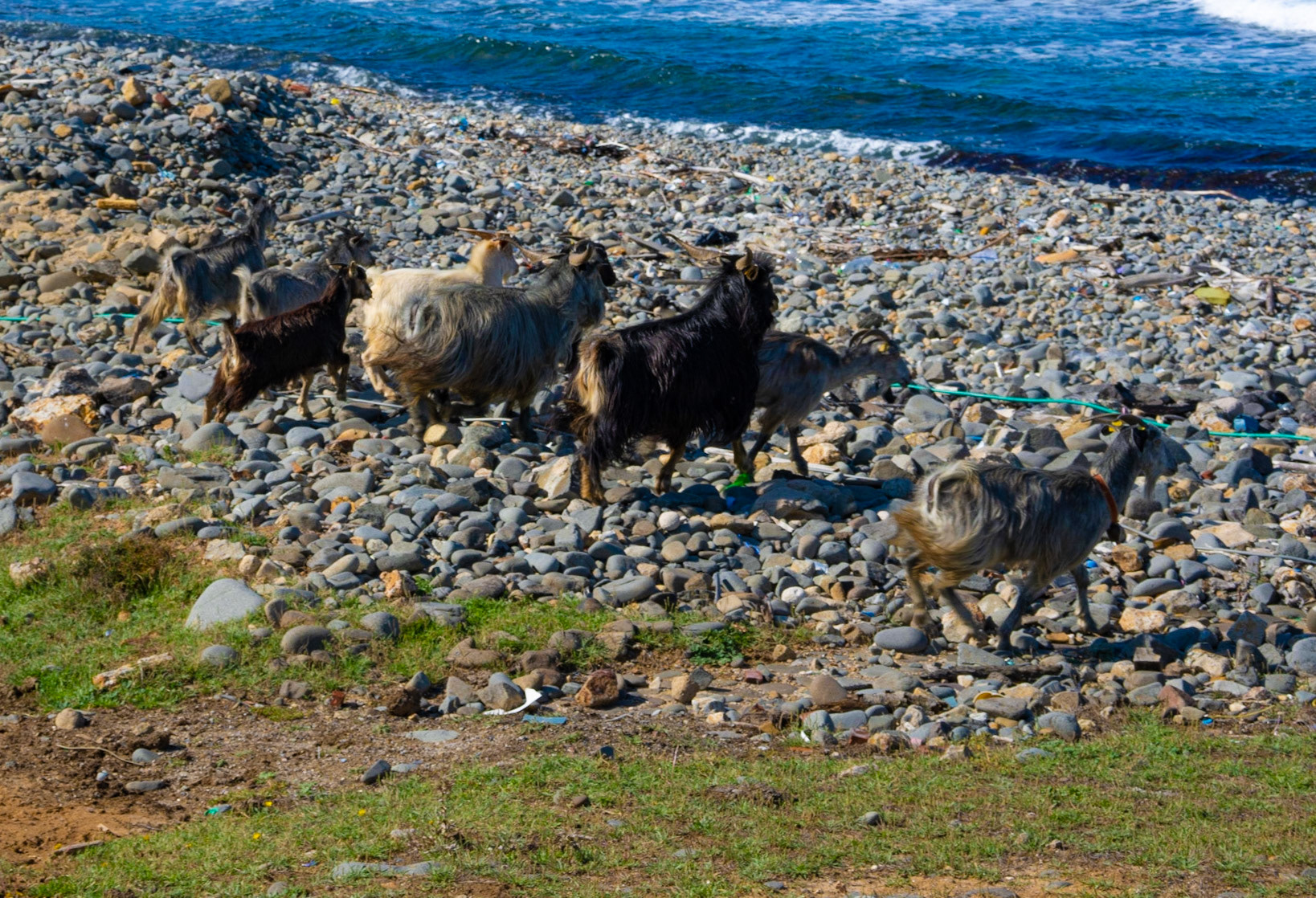 the English Houses: goats