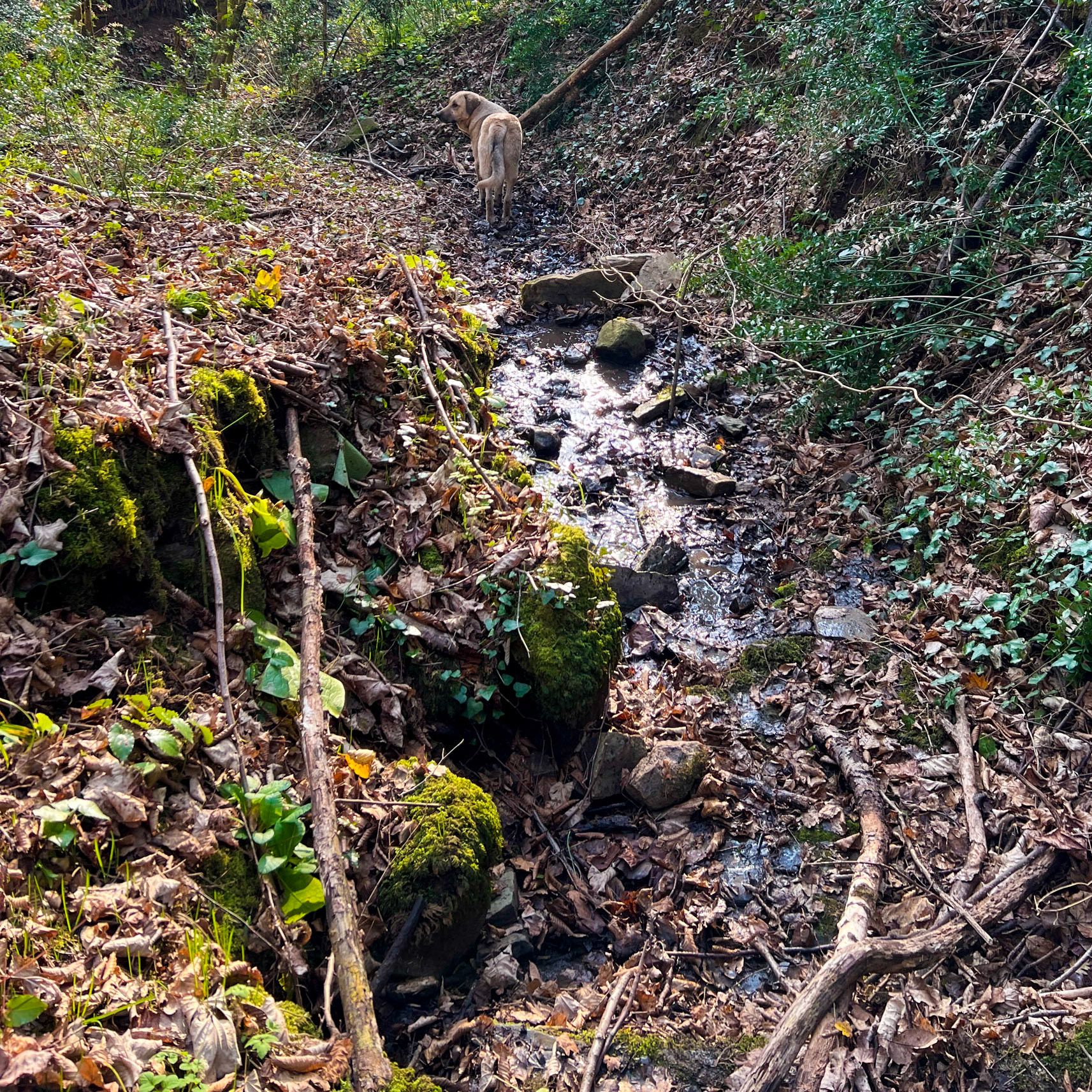 İshaklı E stream valley: stream bed with dog