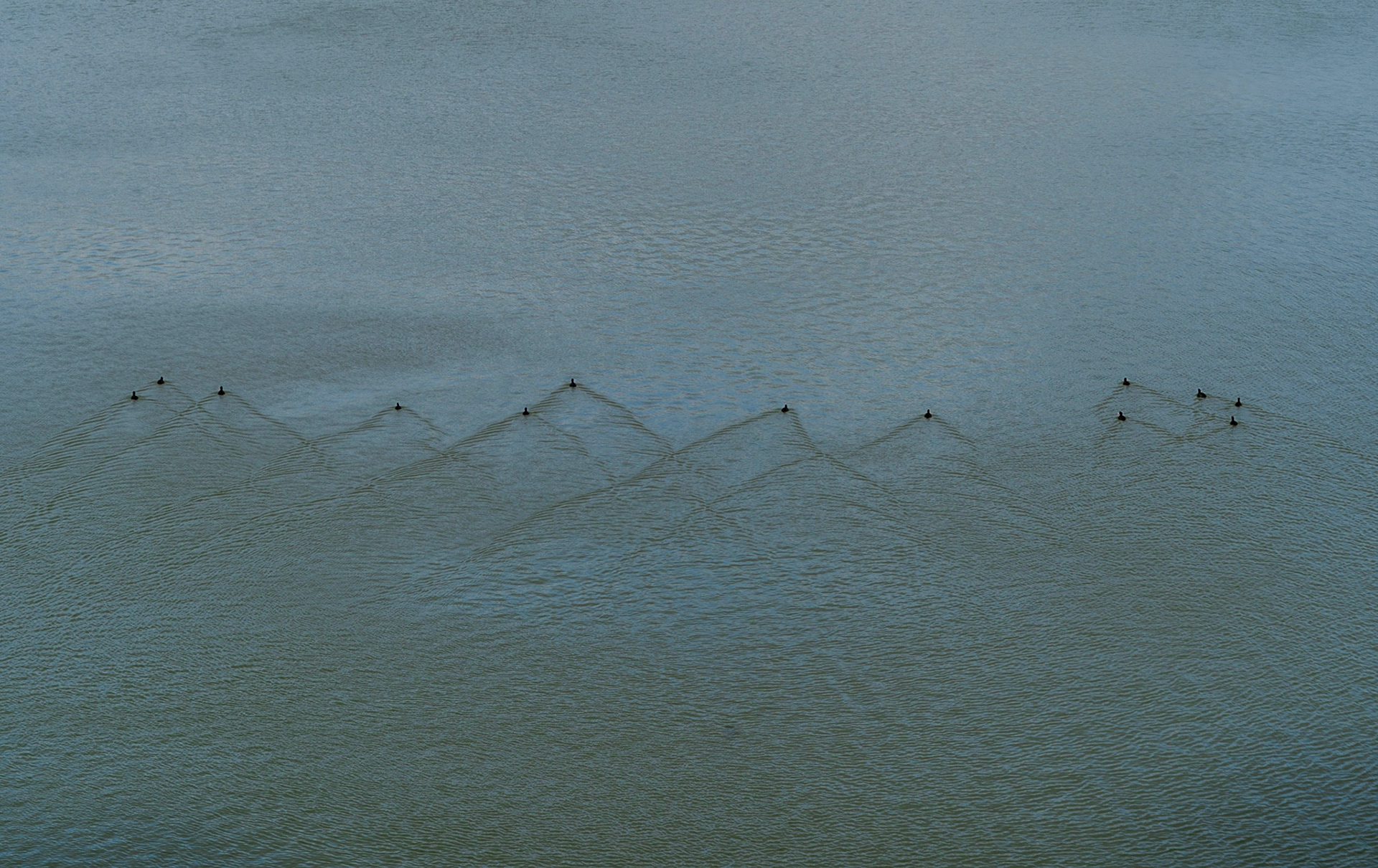 Sazlıdere modern dam: a formation of Eurasian coots swimming away from us