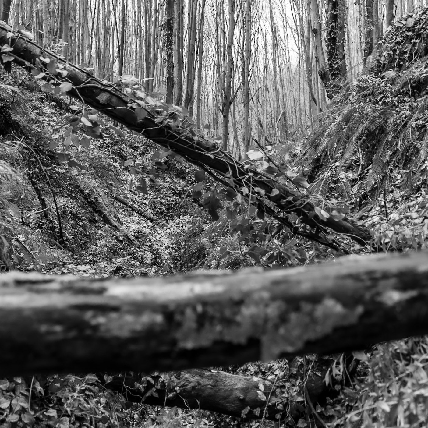 Polonezköy forests: intermittent stream gully and branches