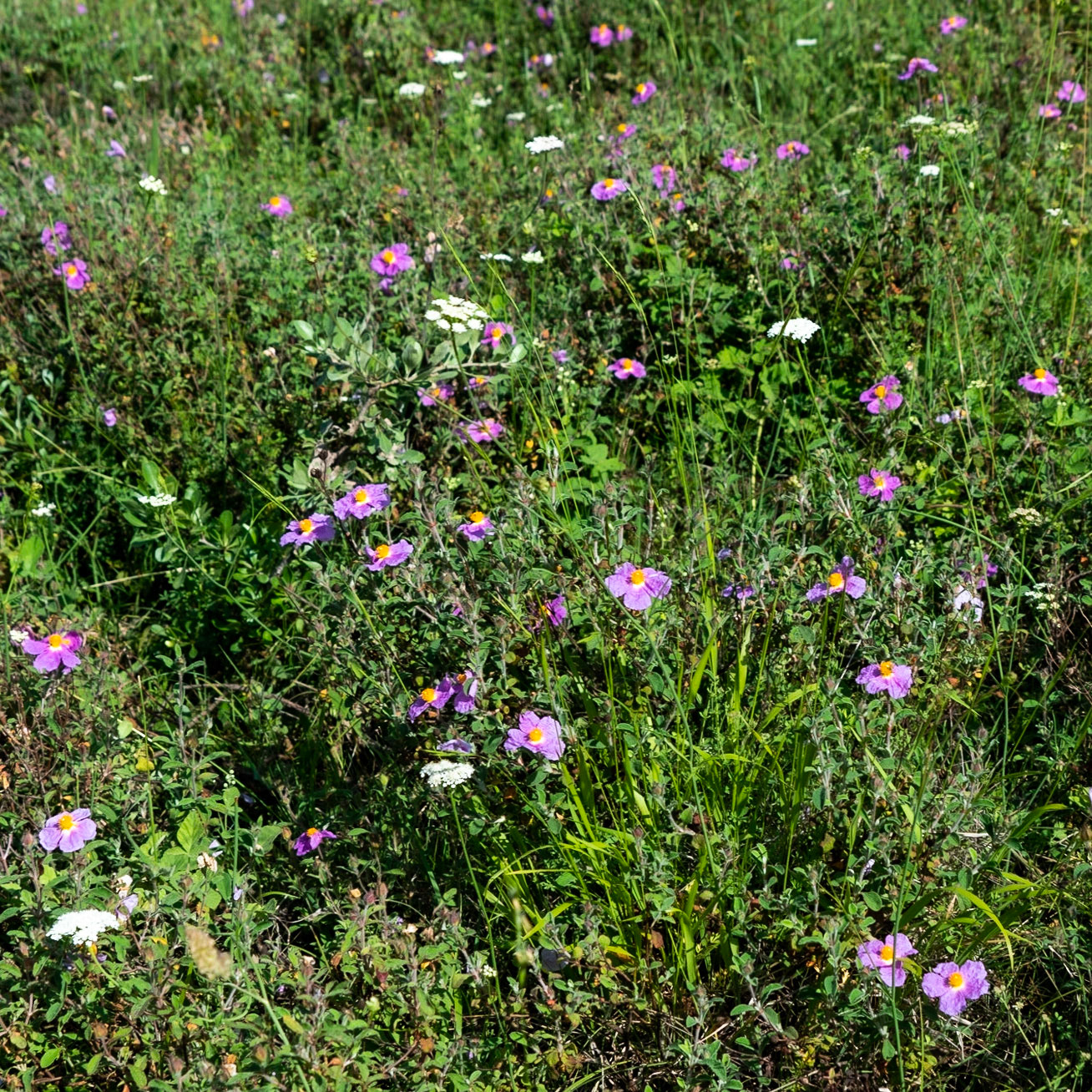 between Hasanlı and Sarıkavak hill: pink dog-roses and white flowers (what?)
