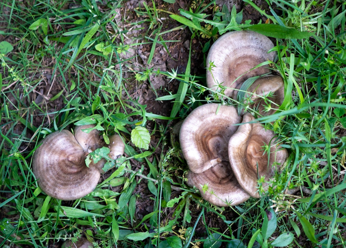 Ezili forest: brown mushrooms
