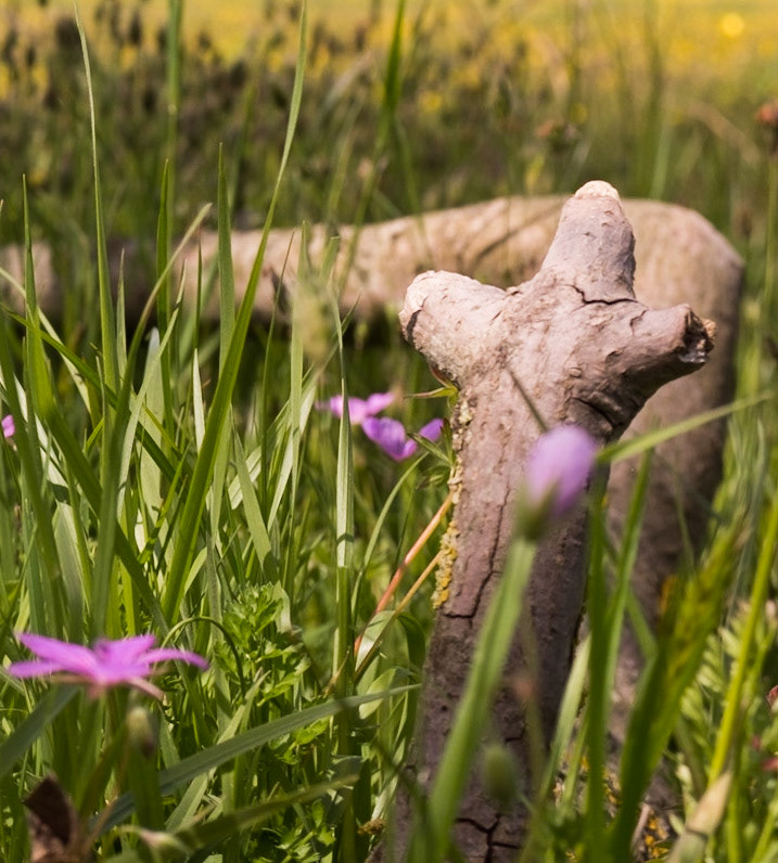 the first Sazlıdere flower meadow: a natural totem
