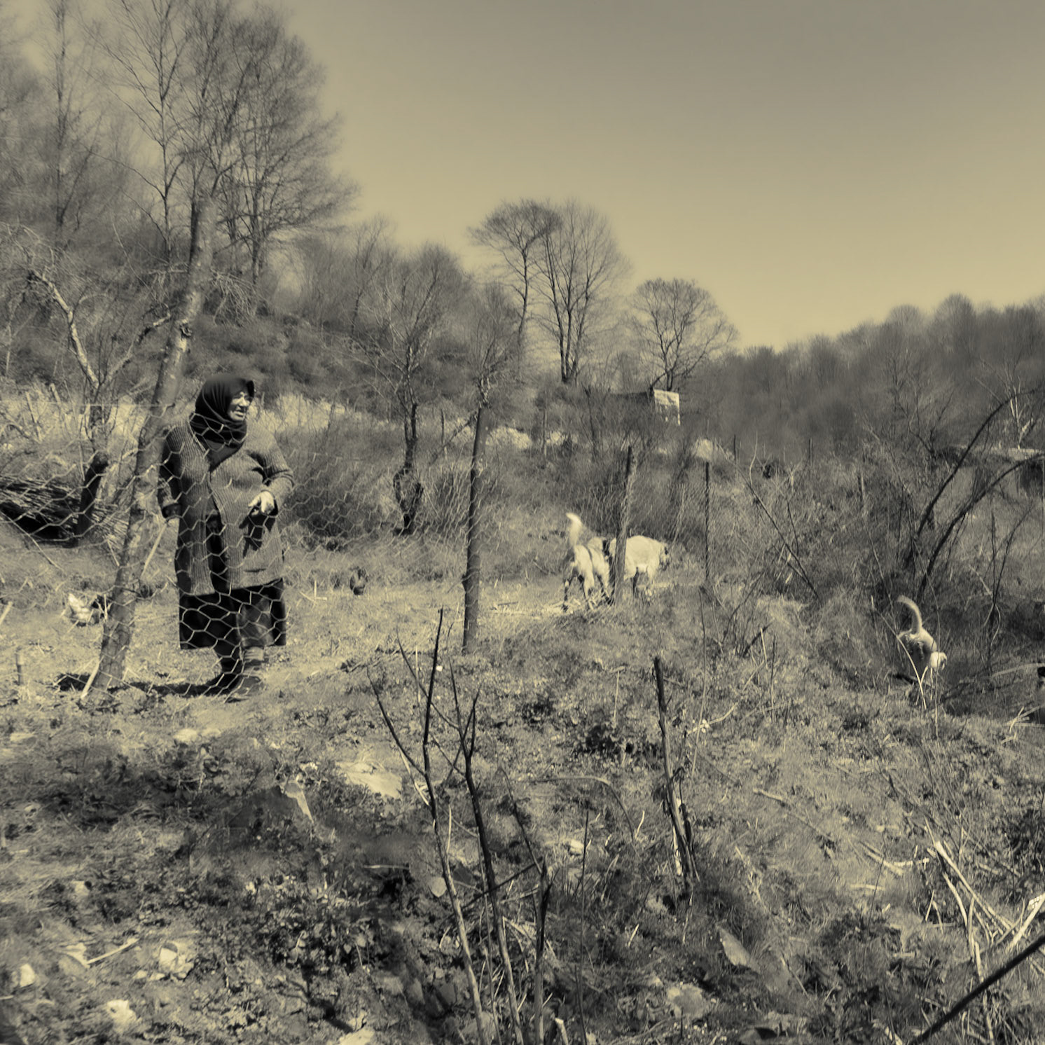 Zerzevat stream valley: this small farmer wasn't very happy to see us around her land