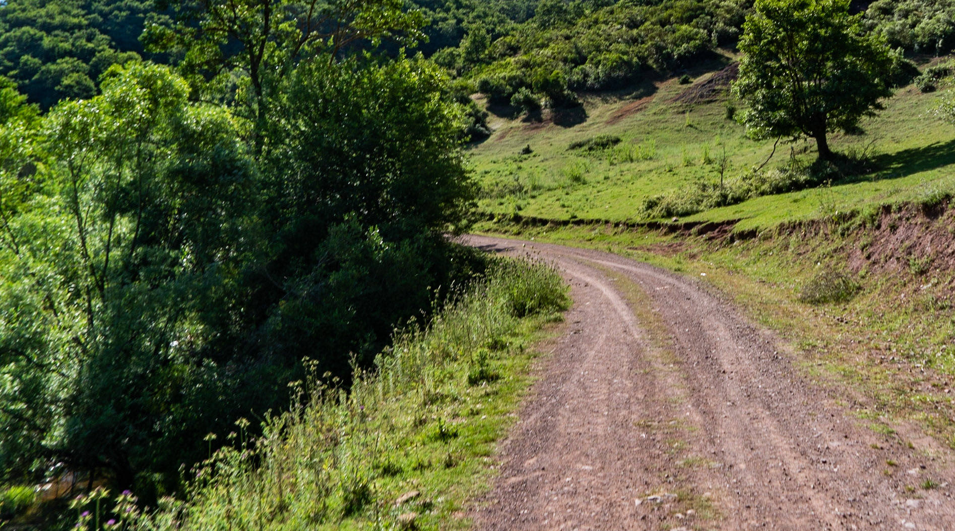 Ezili forest: forest road