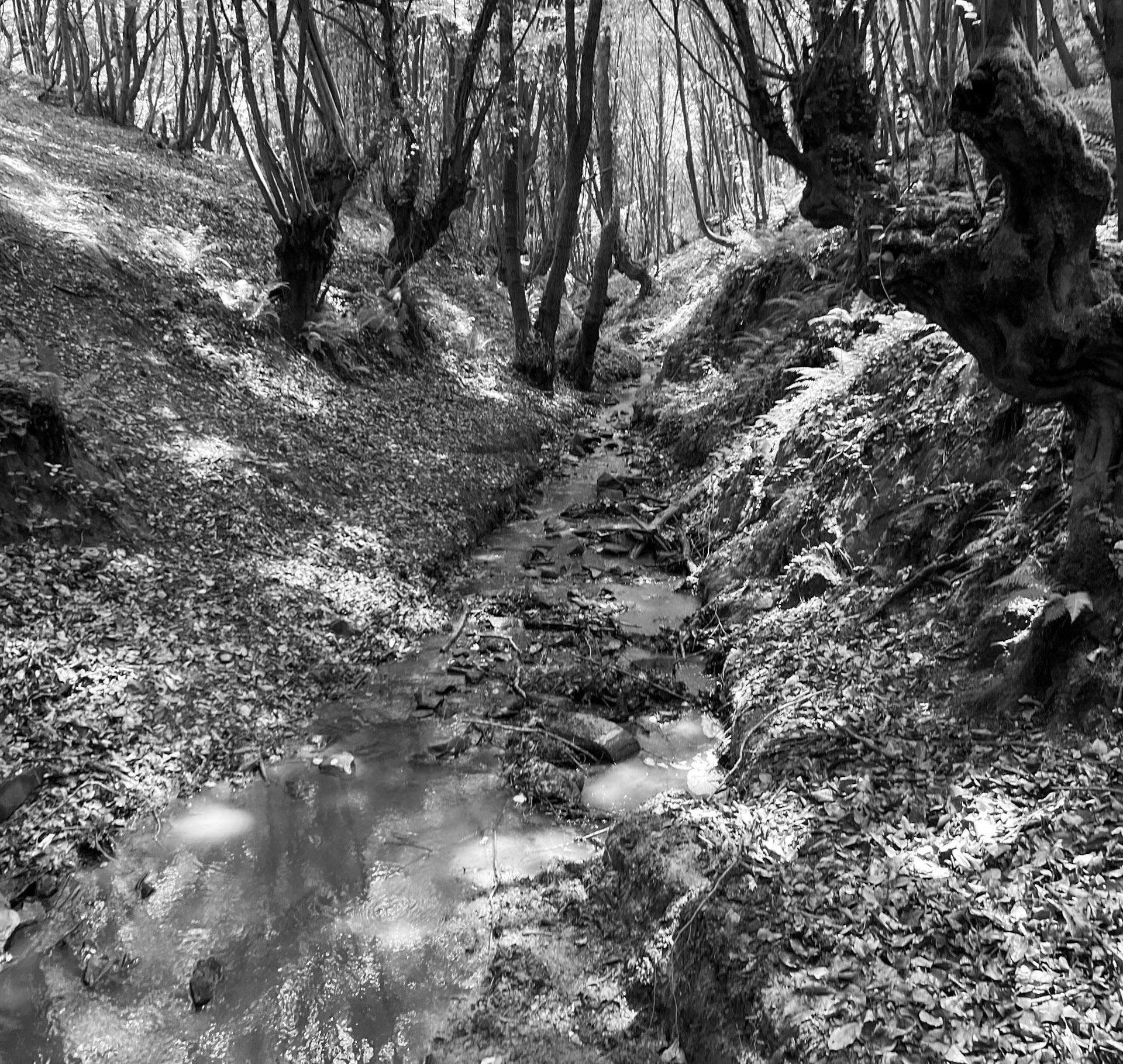 Zerzevatçı streamwalk: stream and trees